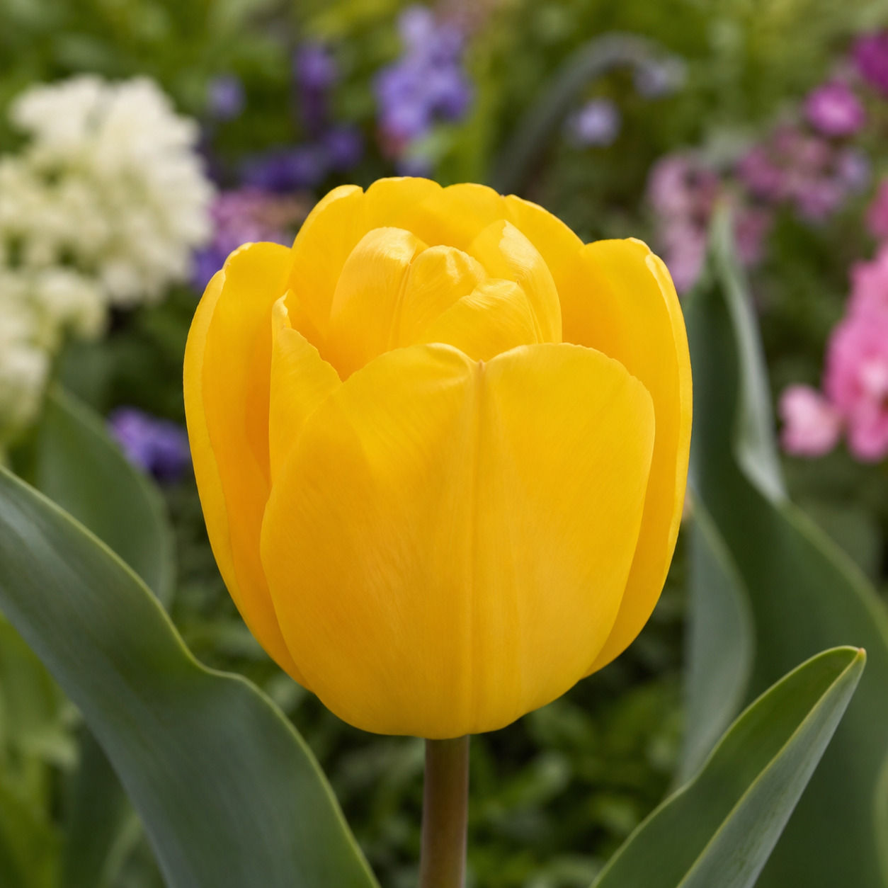 Darwin-Hybrid-Tulpen Golden Apeldoorn