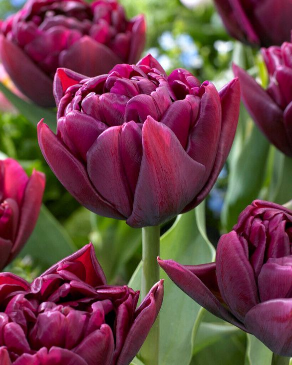 Nahaufnahme einer tiefvioletten gefüllten Tulpe im Beet mit mehreren ähnlichen Blüten
