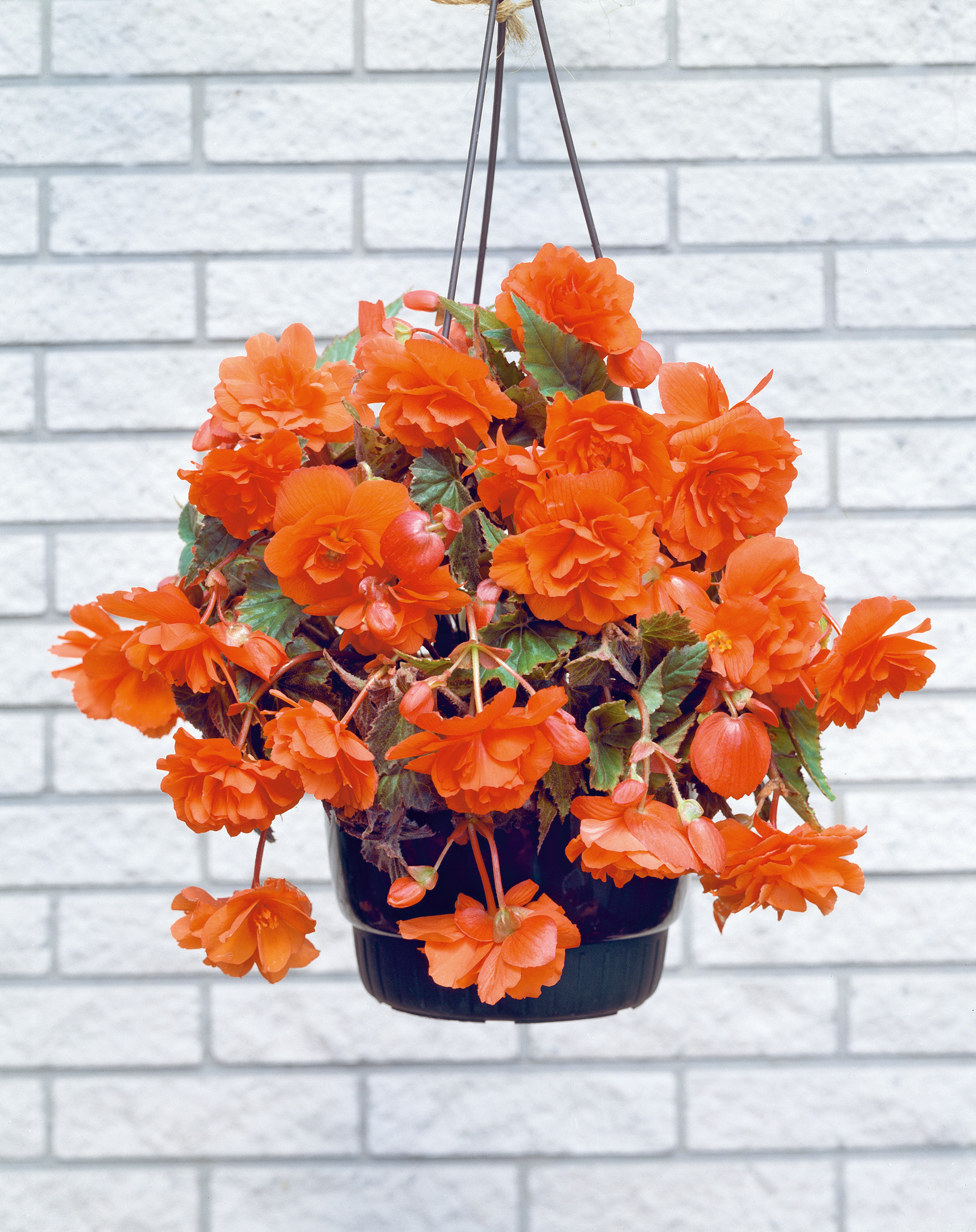 Hängekorb mit leuchtend orangefarbenen Begonien in schwarzem Topf vor weißer Ziegelmauer