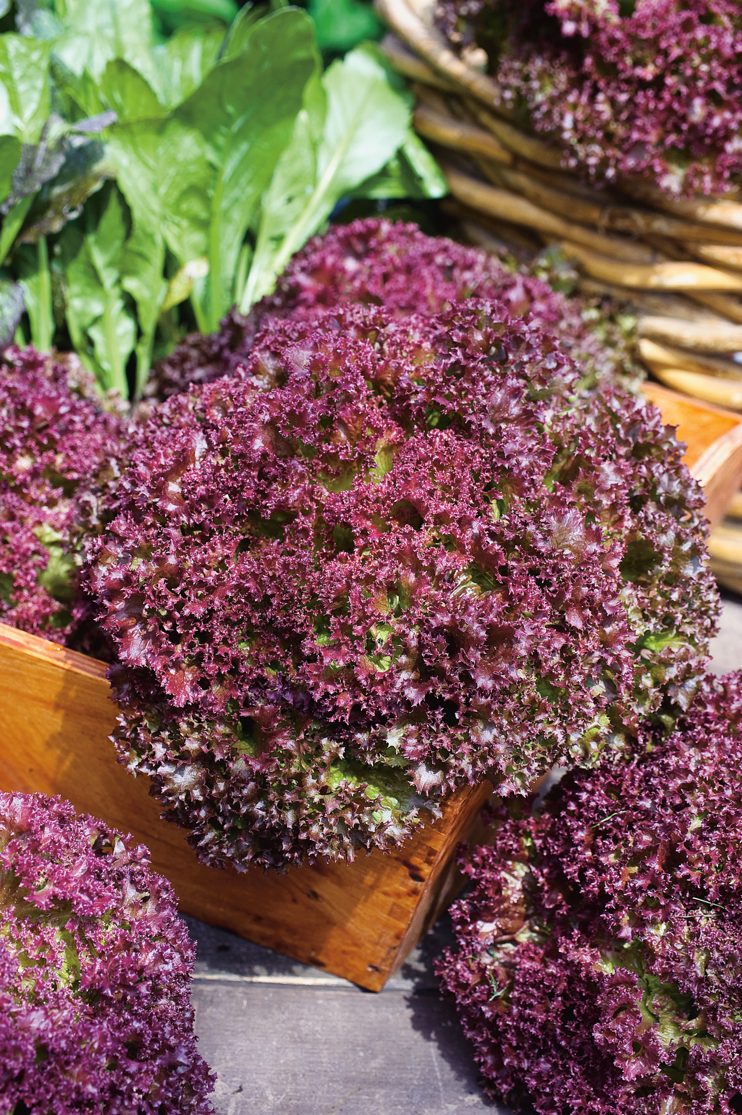 93081_Pflücksalat Lollo Rosso Nahaufnahme von frischem, rotem Friséesalat mit dicht krausen Blättern in einer Holzkiste auf Holzuntergrund