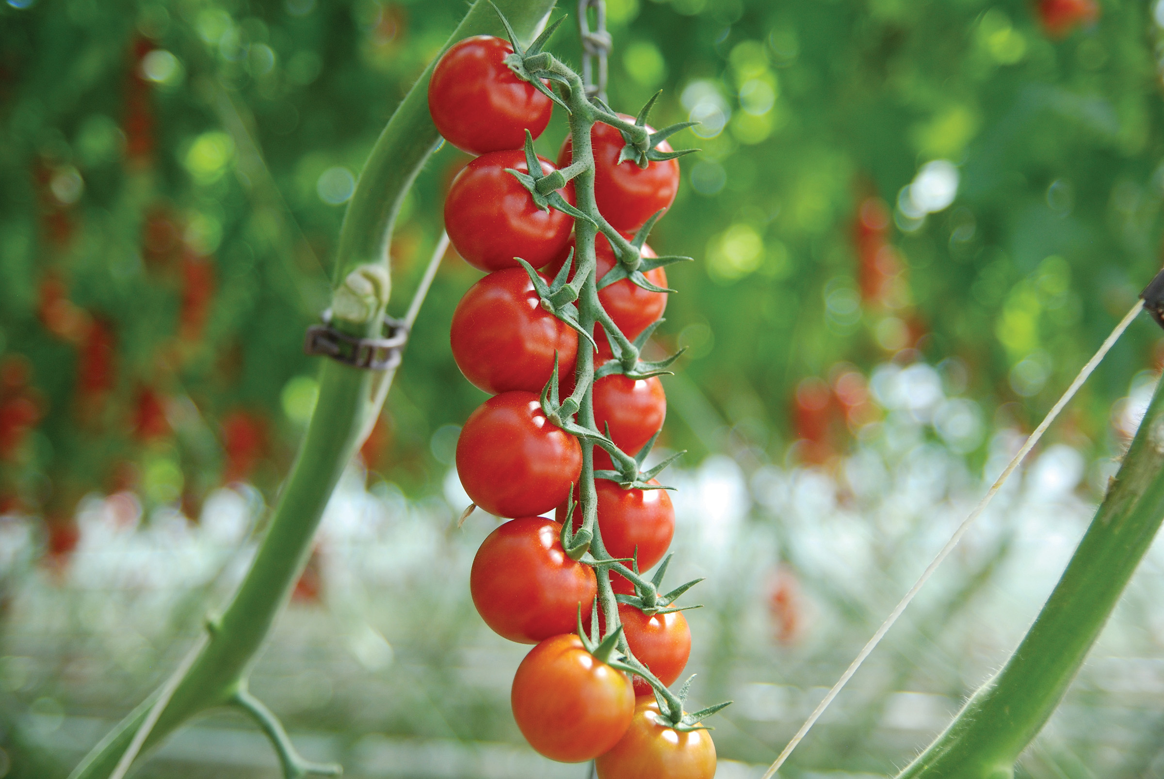 Rote Kirschtomaten an einer Rispe im Gewächshaus, reif und glänzend vor unscharfem grünem Hintergrund