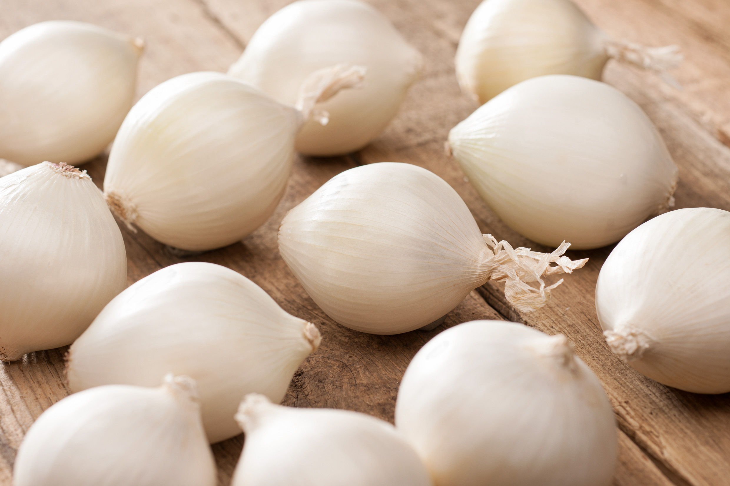 Steckzwiebeln Snowball