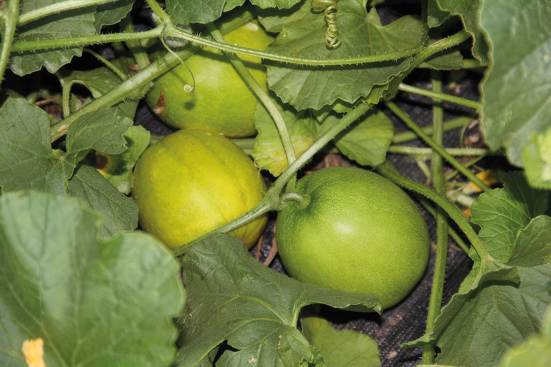Melone Mango Vine Peach