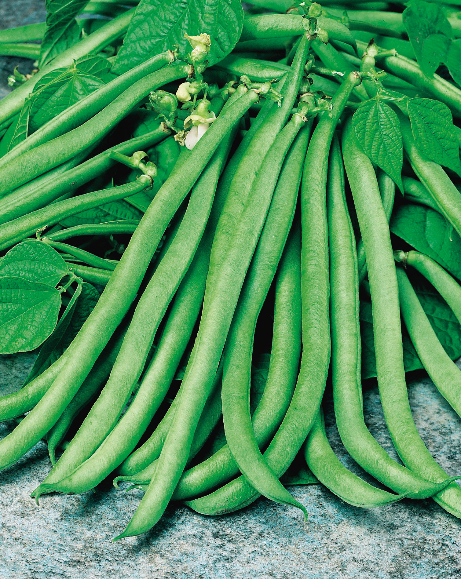 Nahaufnahme frischer grüner Stangenbohnen auf Blättern, lange schlanke Bohnenhülsen