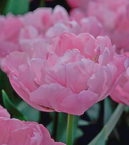 Nahaufnahme einer gefüllten rosa Tulpe im Beet mit dichten Blütenblättern und grünen Stielen im Hintergrund