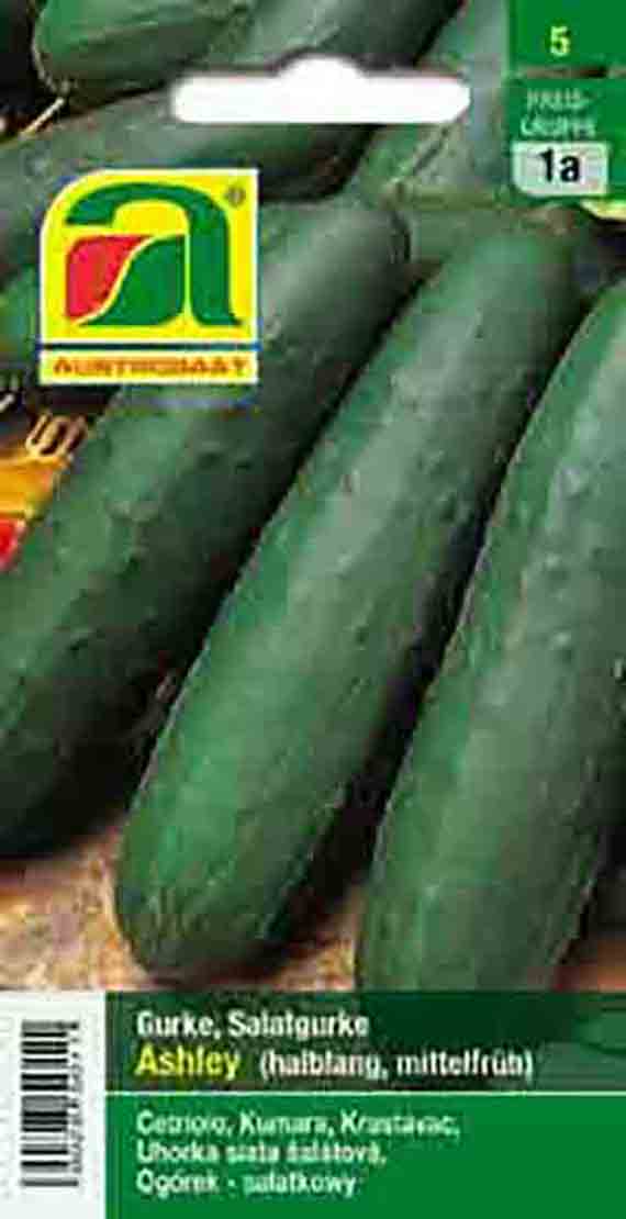 Salatgurke Ashley