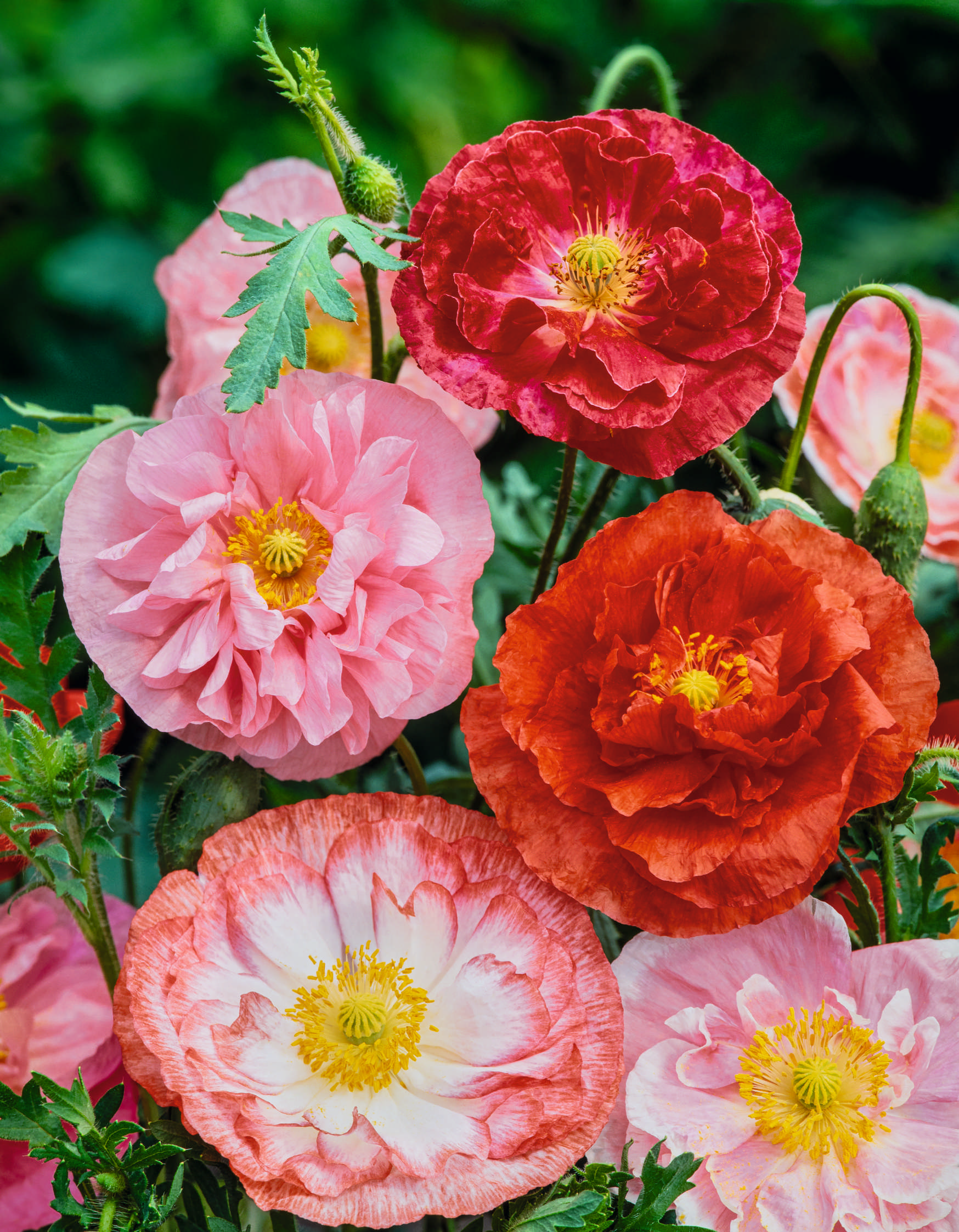 Nahaufnahme mehrerer gefüllter Mohnblüten in verschiedenen Rosa-, Koralle- und Rottönen mit gelben Staubgefäßen und grünem Laub