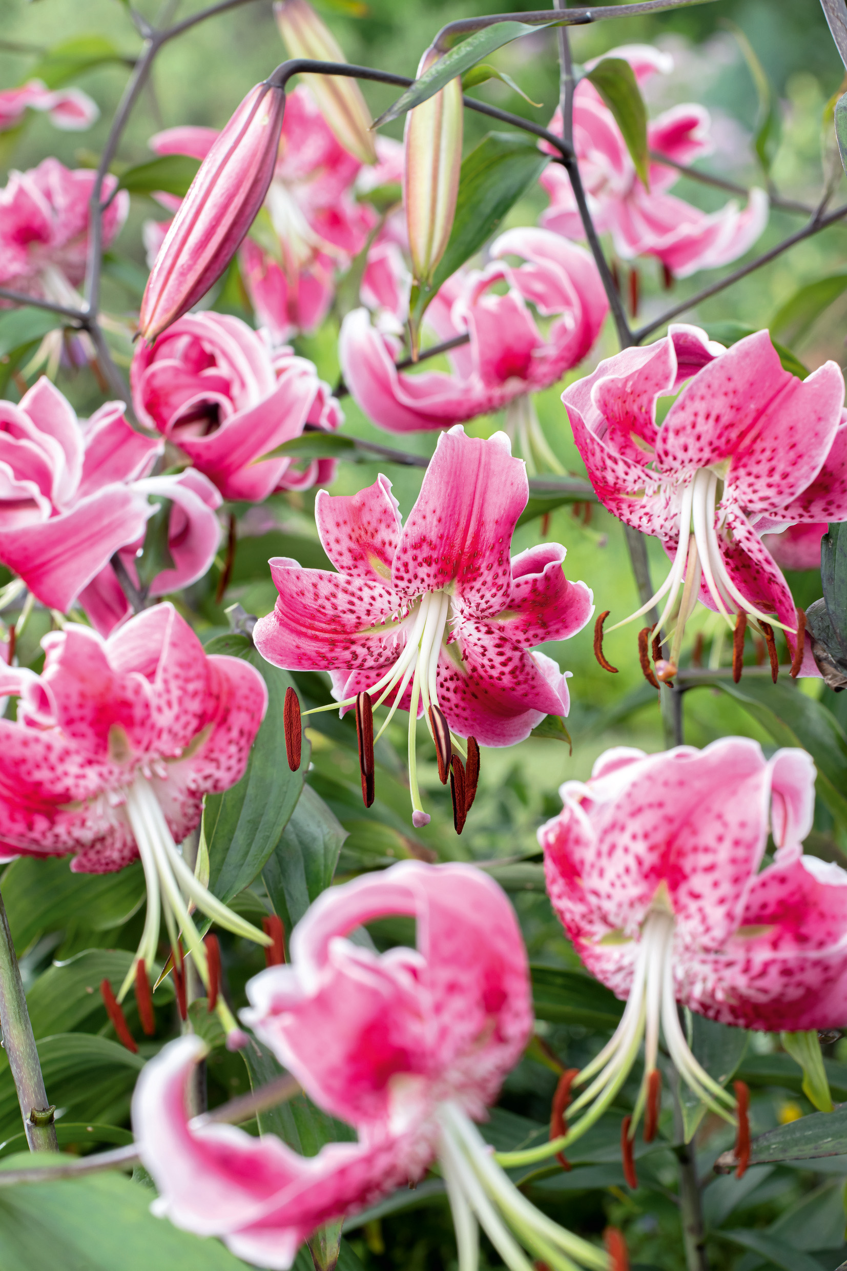 Mehrere rosa, weiß umrandete und dunkelgefleckte Lilienblüten in Nahaufnahme, mit hängenden Staubgefäßen und Knospen vor grünem Gartenhintergrund