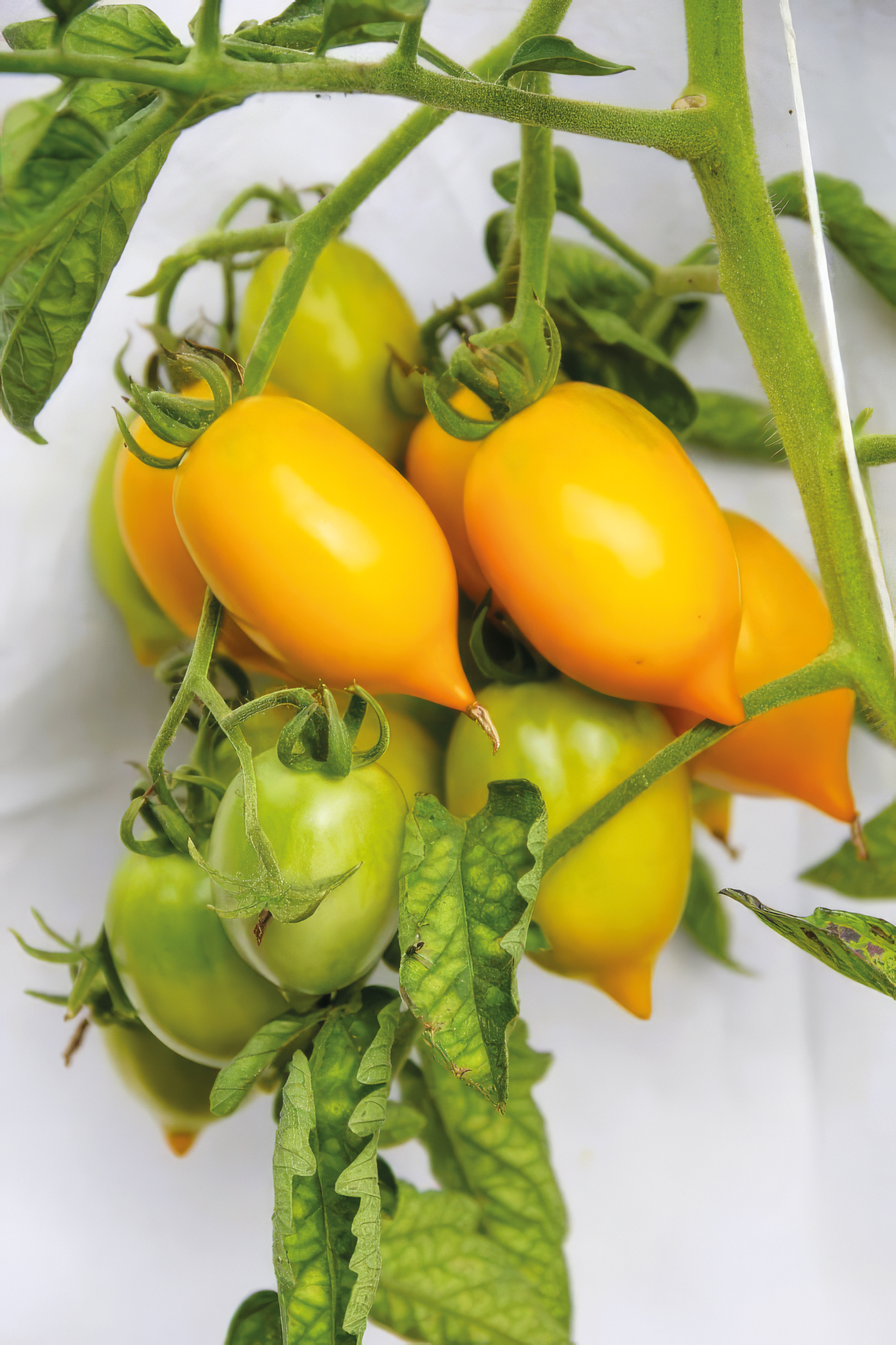 Tomate Citrina