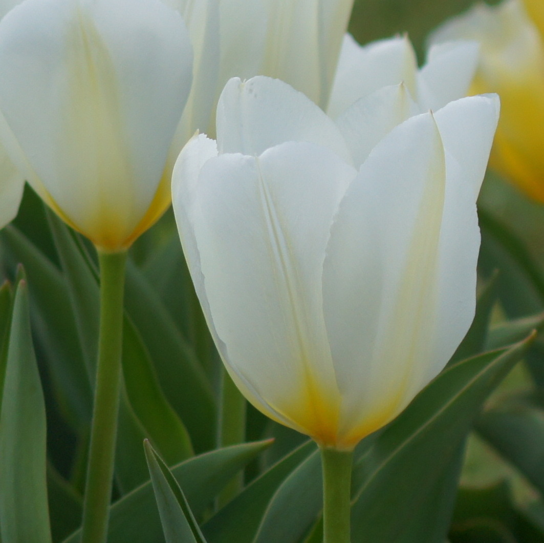 Fosteriana-Tulpen Purissima