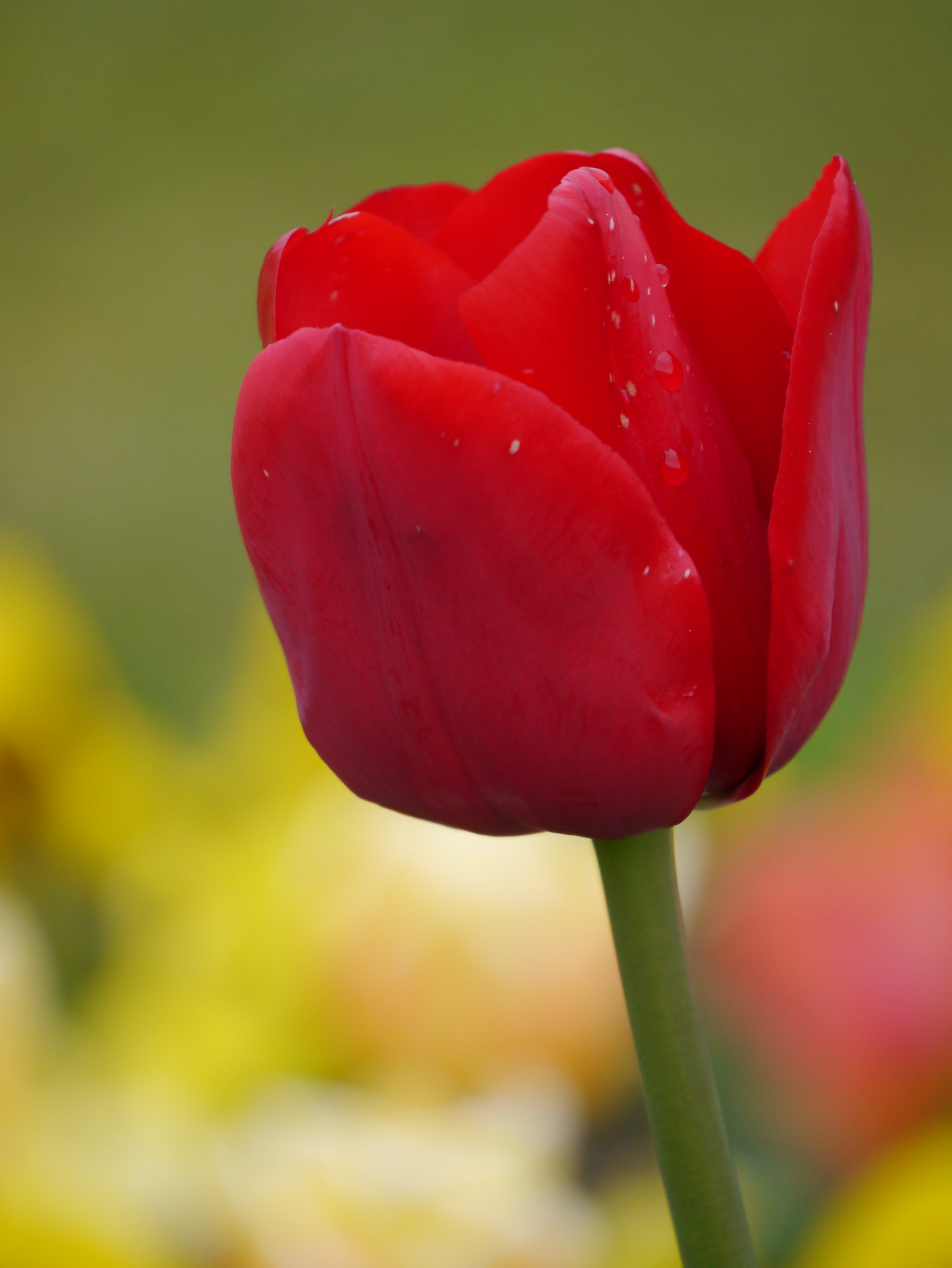 Nahaufnahme einer roten Tulpenblüte mit vereinzelten Wassertropfen auf den Blütenblättern vor unscharfem gelb-grünem Hintergrund