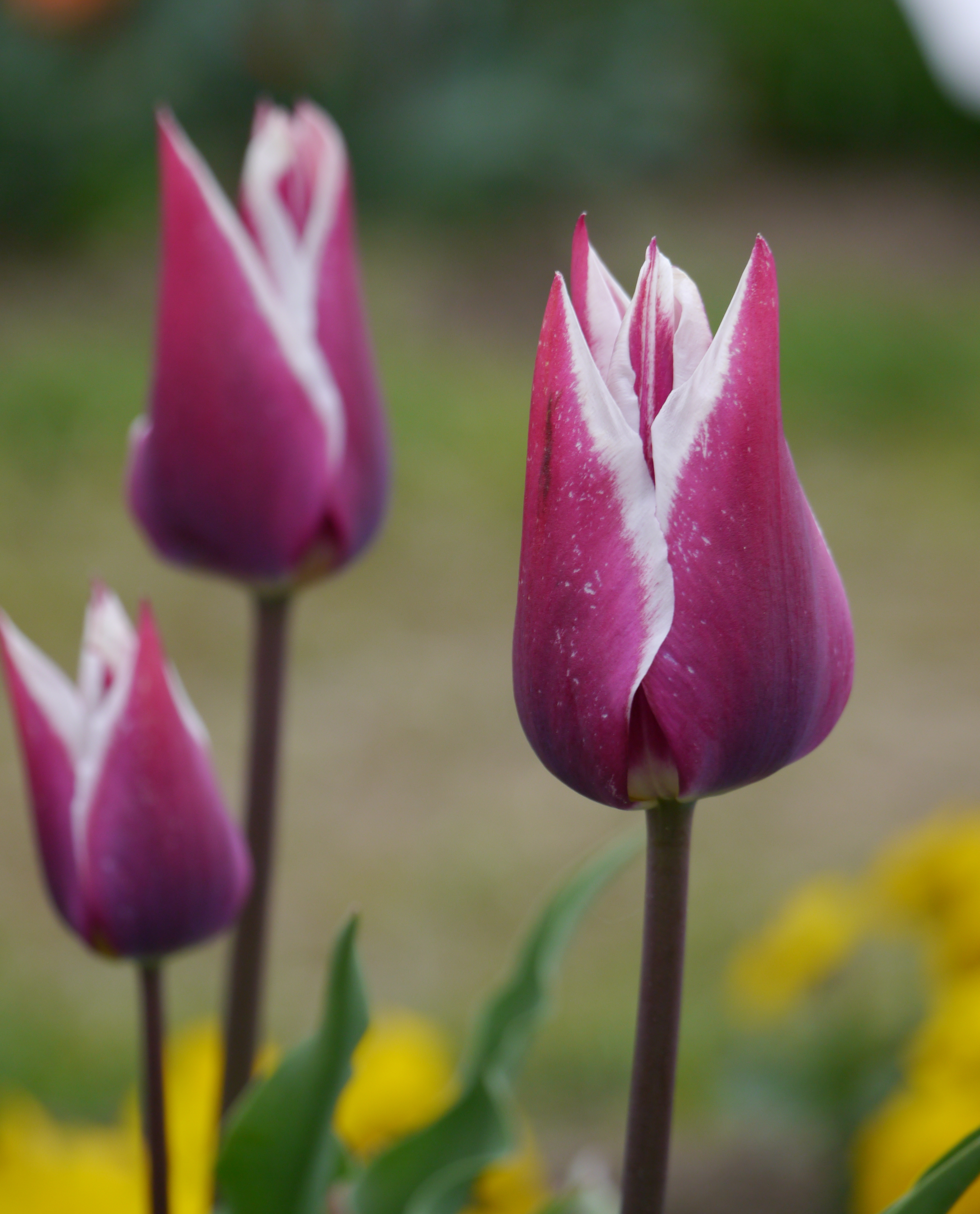 Lilienblütige Tulpen Claudia mit eleganten violetten Blüten und weißem Rand im Frühlingsgarten