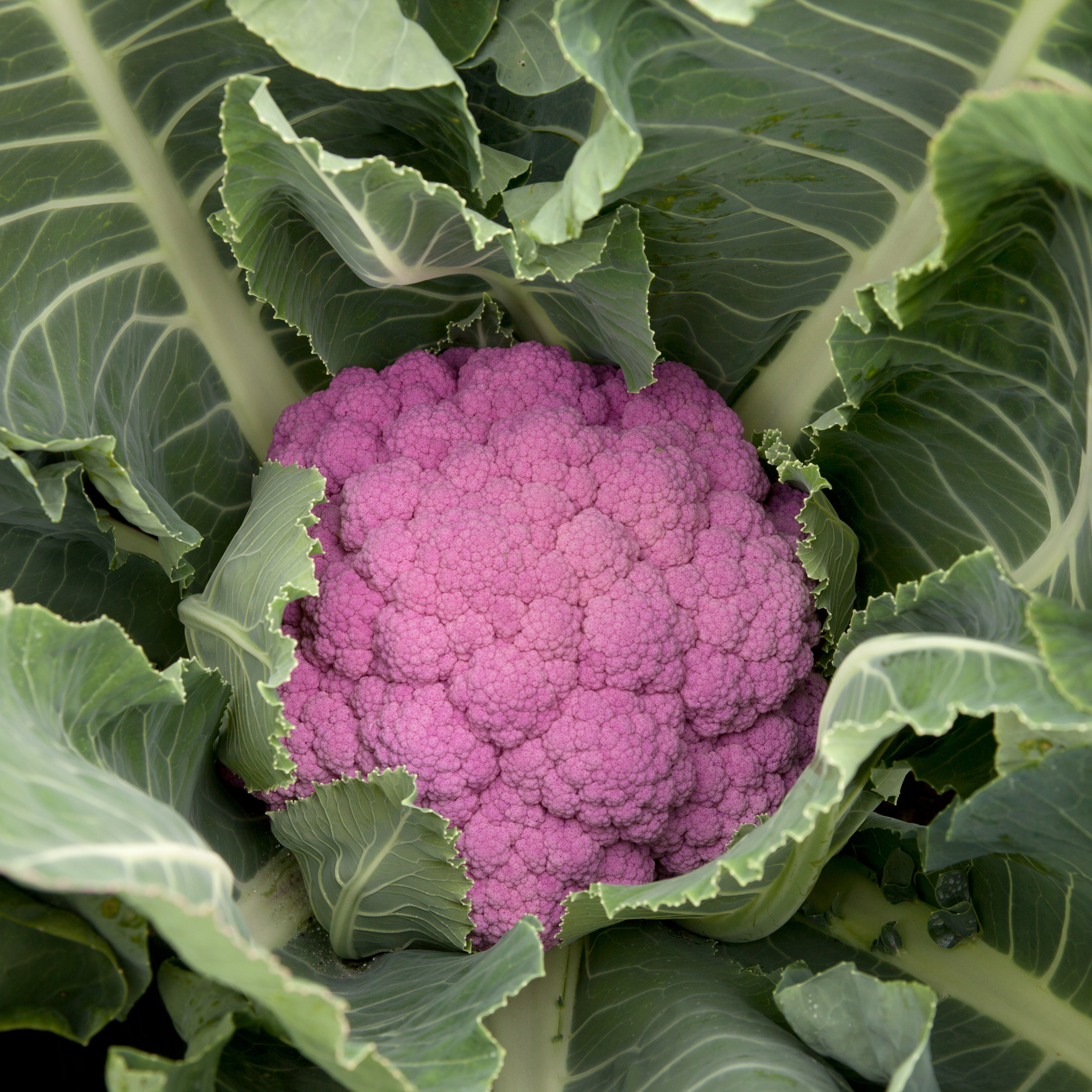 Nahaufnahme eines violetten Blumenkohls, umgeben von grünen Blättern, frisch im Beet