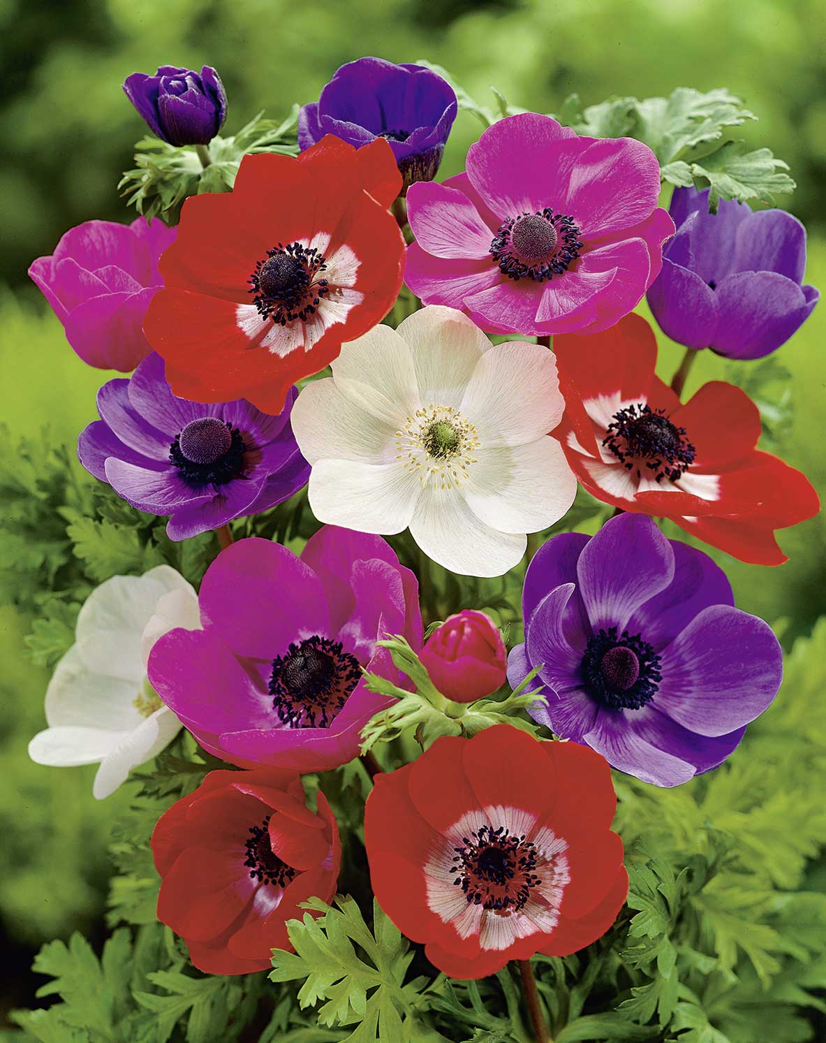Nahaufnahme bunter Anemonen (Anemone coronaria) in Rot, Weiß, Violett und Rosa vor grünem Laub