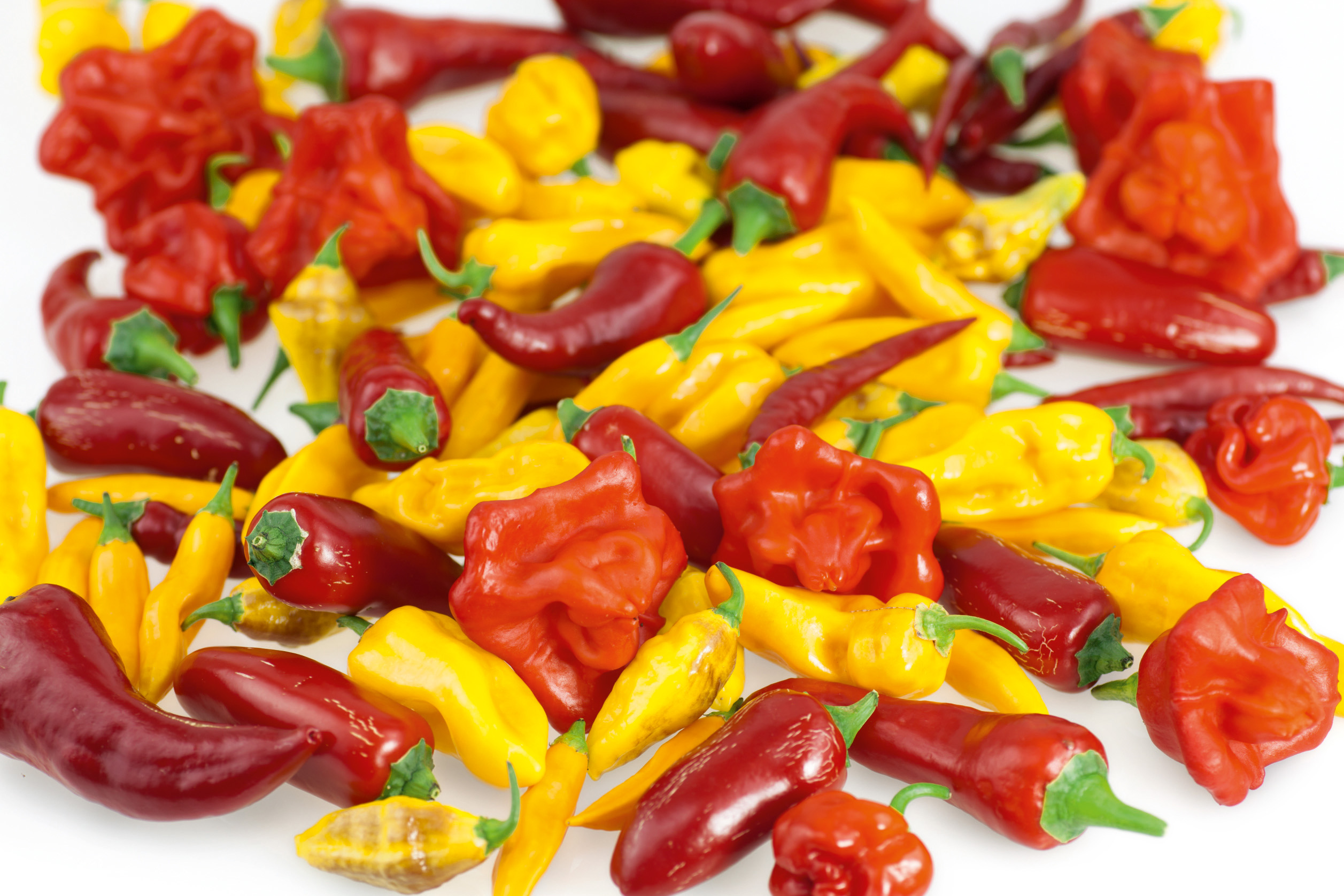 Bunte rote und gelbe Chili- und Habanero-Schoten der Gewürzpaprika Chili und Habanero Mischung von Samen-Fetzer, ideal für scharfe Soßen, Suppen und Fleischgerichte.