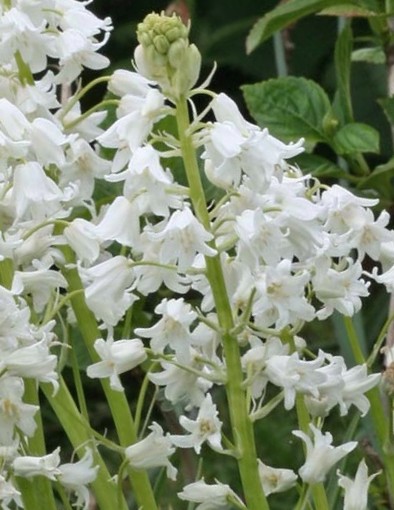 50091_Hyacinthoides hispanica White City Nahaufnahme weißer, glockenförmiger Blüten dicht aneinandergereiht an grünen Stängeln mit Blättern im Hintergrund