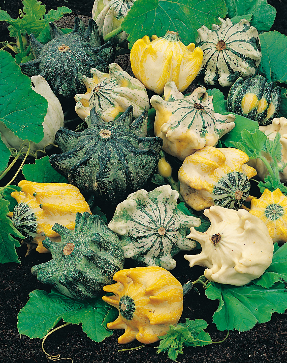Buntes Arrangement aus Zierkürbissen (Patisson) in Gelb, Weiß und Grün mit stern- und kronenförmigen Auswüchsen auf grünen Blättern; dekorativ als Herbst- oder Tischdeko