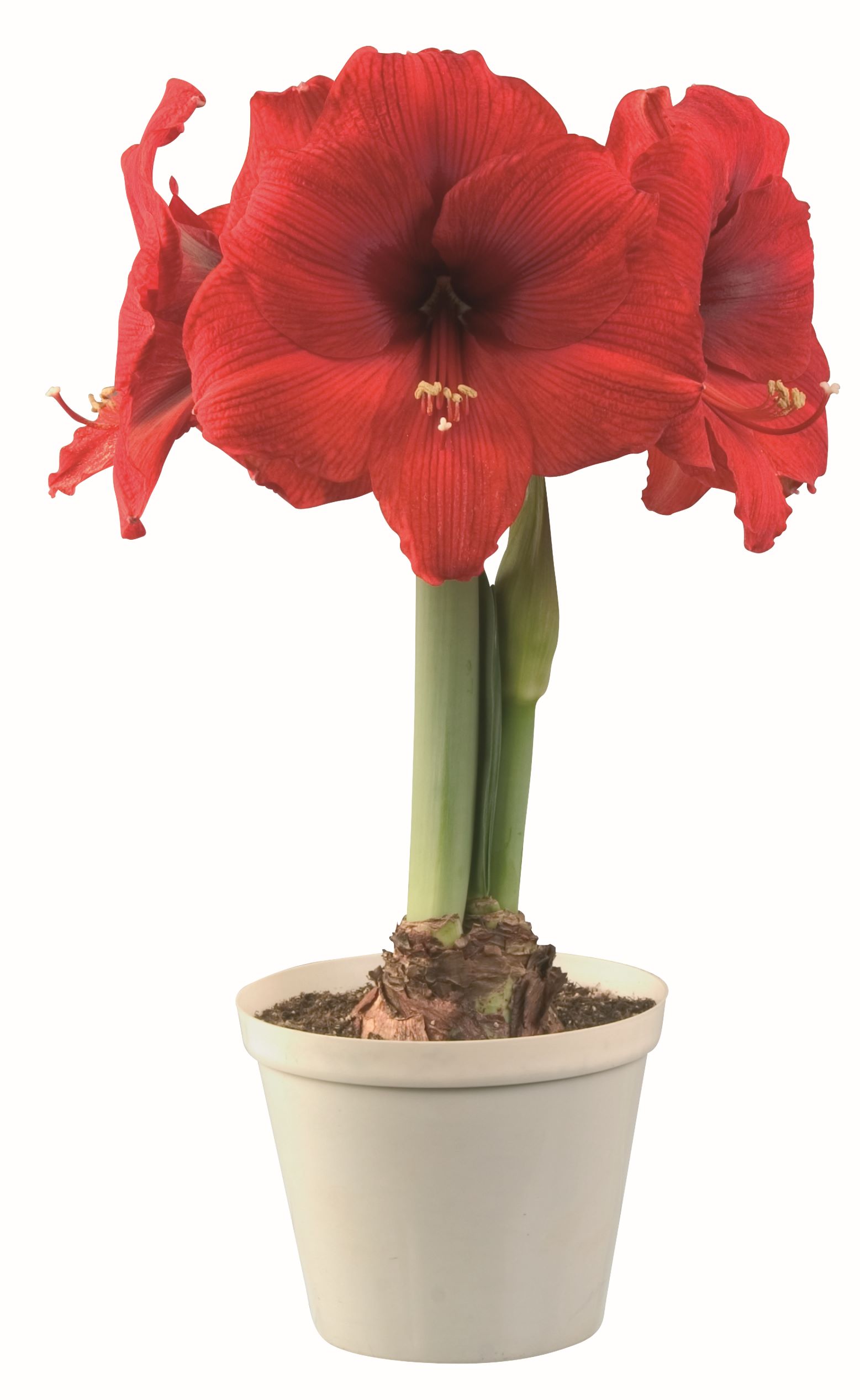 Rote Amaryllis (Hippeastrum) mit drei großen roten Blüten und sichtbarer Zwiebel im cremefarbenen Blumentopf vor weißem Hintergrund