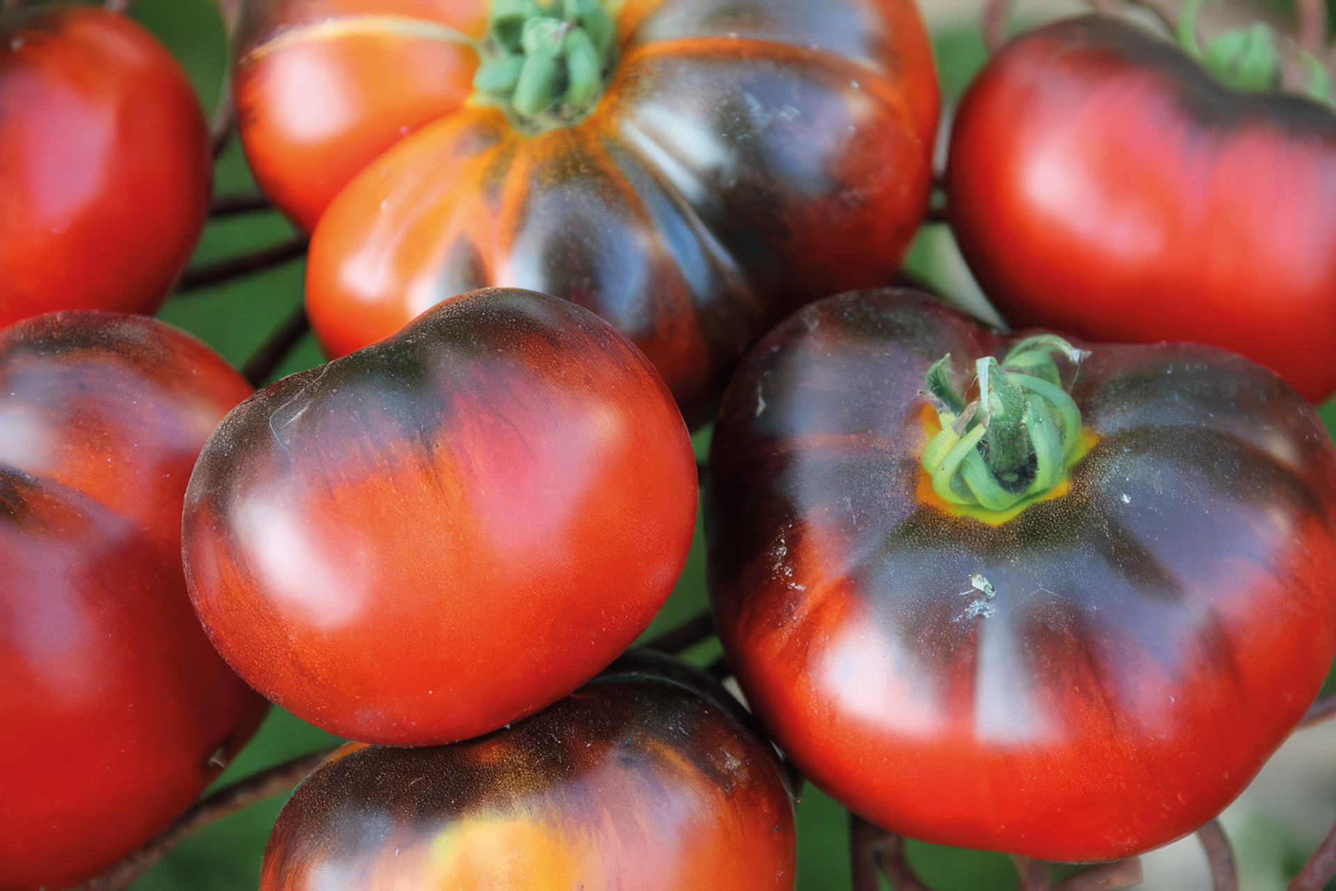 Tomate Indigo Apple