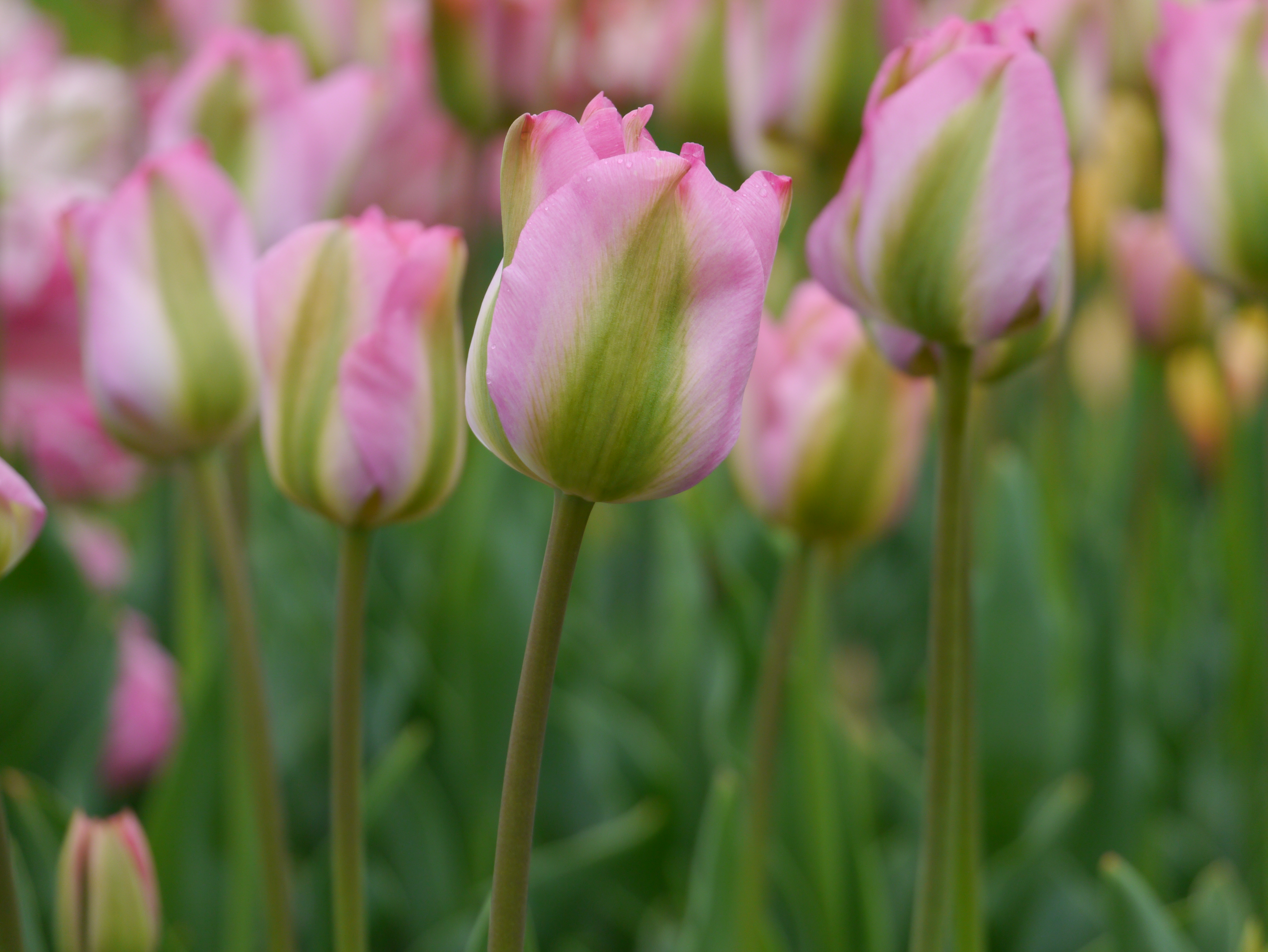 Nahaufnahme einer rosa-grünen Tulpe mit grünen Streifen an den Blütenblättern, im Hintergrund weitere, unscharfe Tulpen