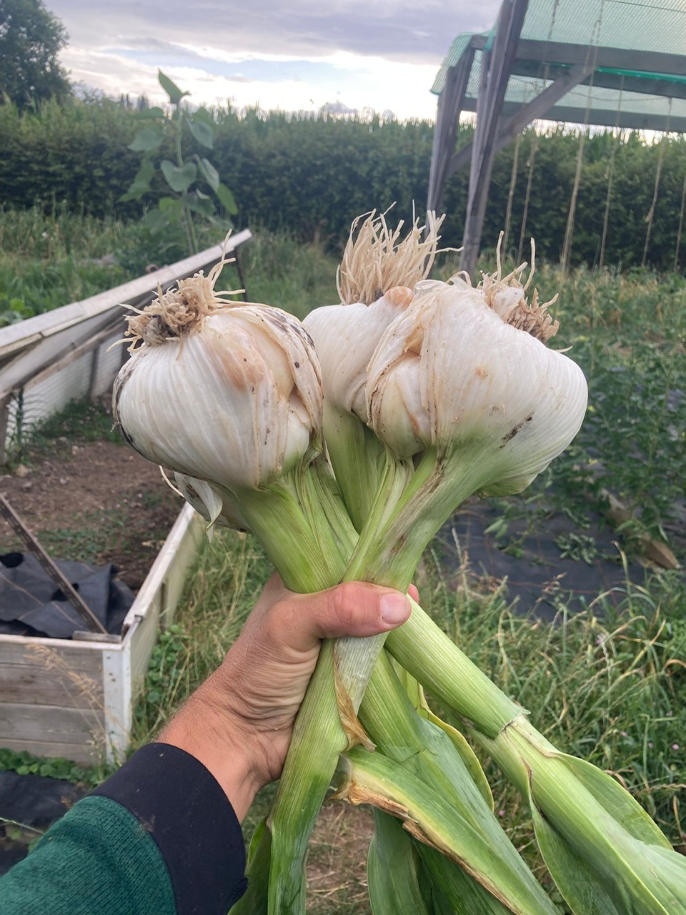 Hand hält drei frisch geerntete Knoblauchknollen mit grünen Stielen im Gemüsegarten, ideale Küchenqualität
