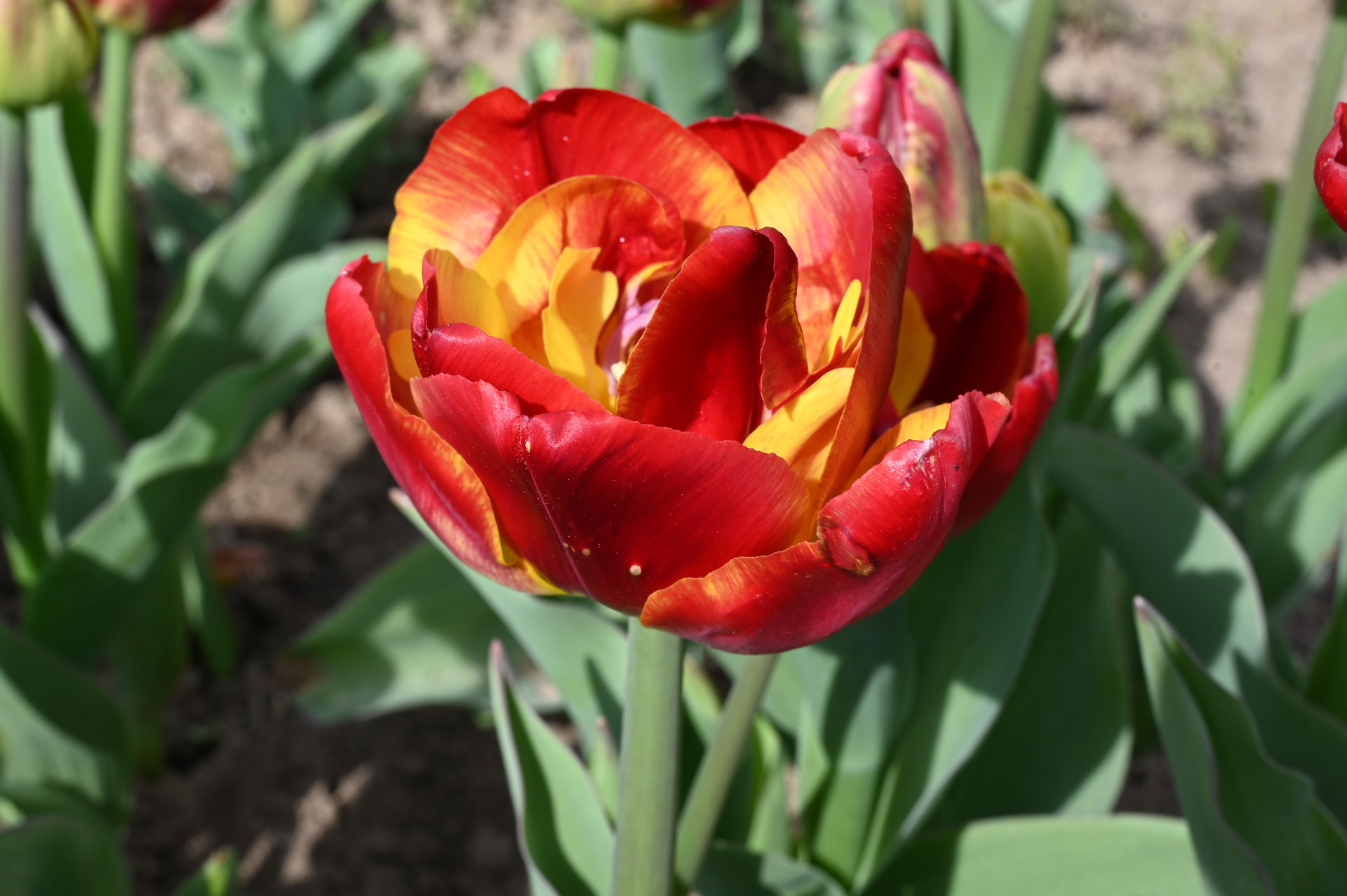 Nahaufnahme der gefüllten frühen Tulpe Tropical Sensation mit leuchtend rot-gelben, mehrlagigen Blütenblättern im Beet