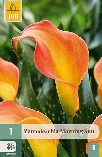 Calla/Zantedeschia Morning Sun