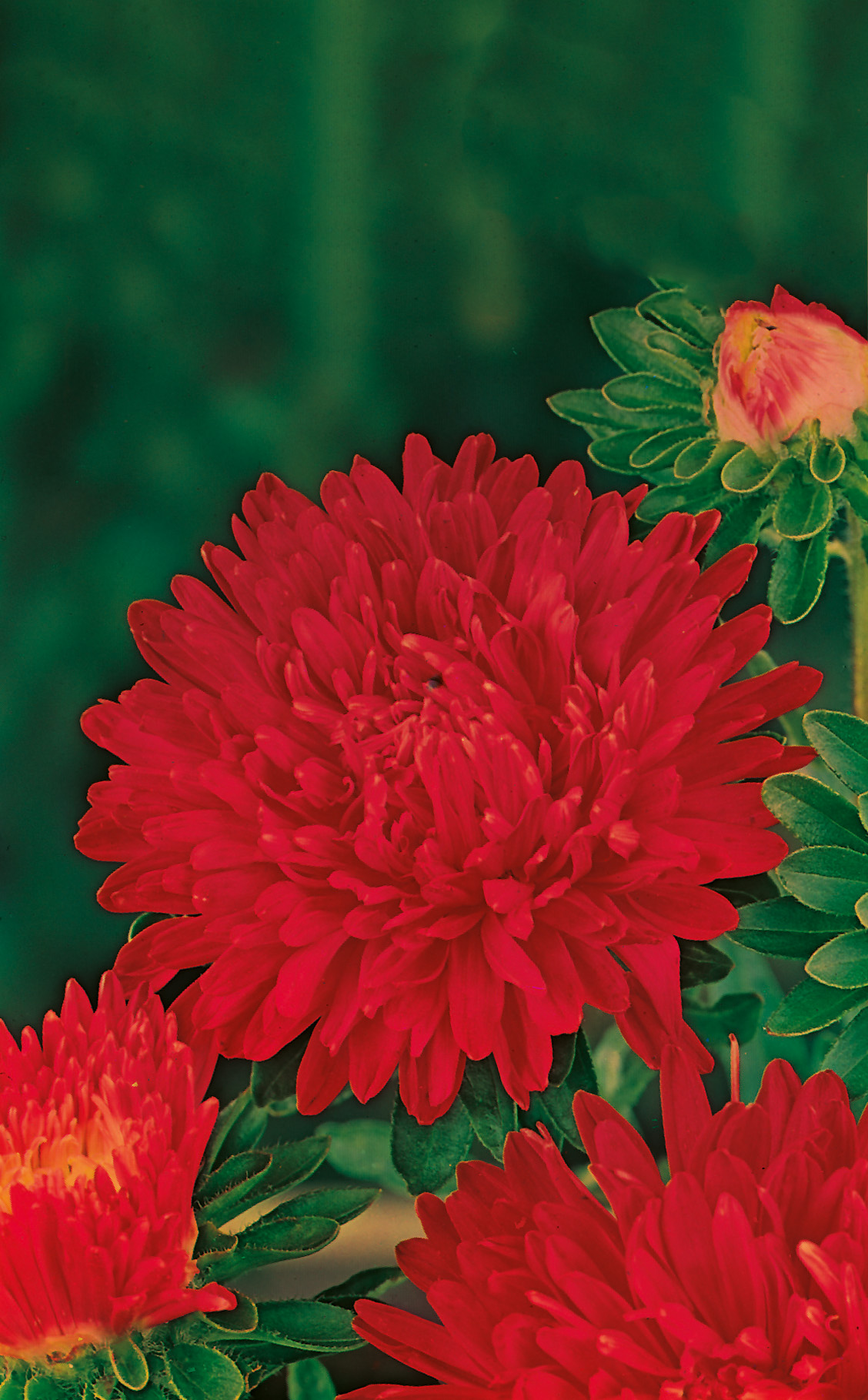 Nahaufnahme einer gefüllten roten Aster oder Chrysantheme mit dichten Blütenblättern, grünen Blättern und einer noch geschlossenen Knospe im Hintergrund