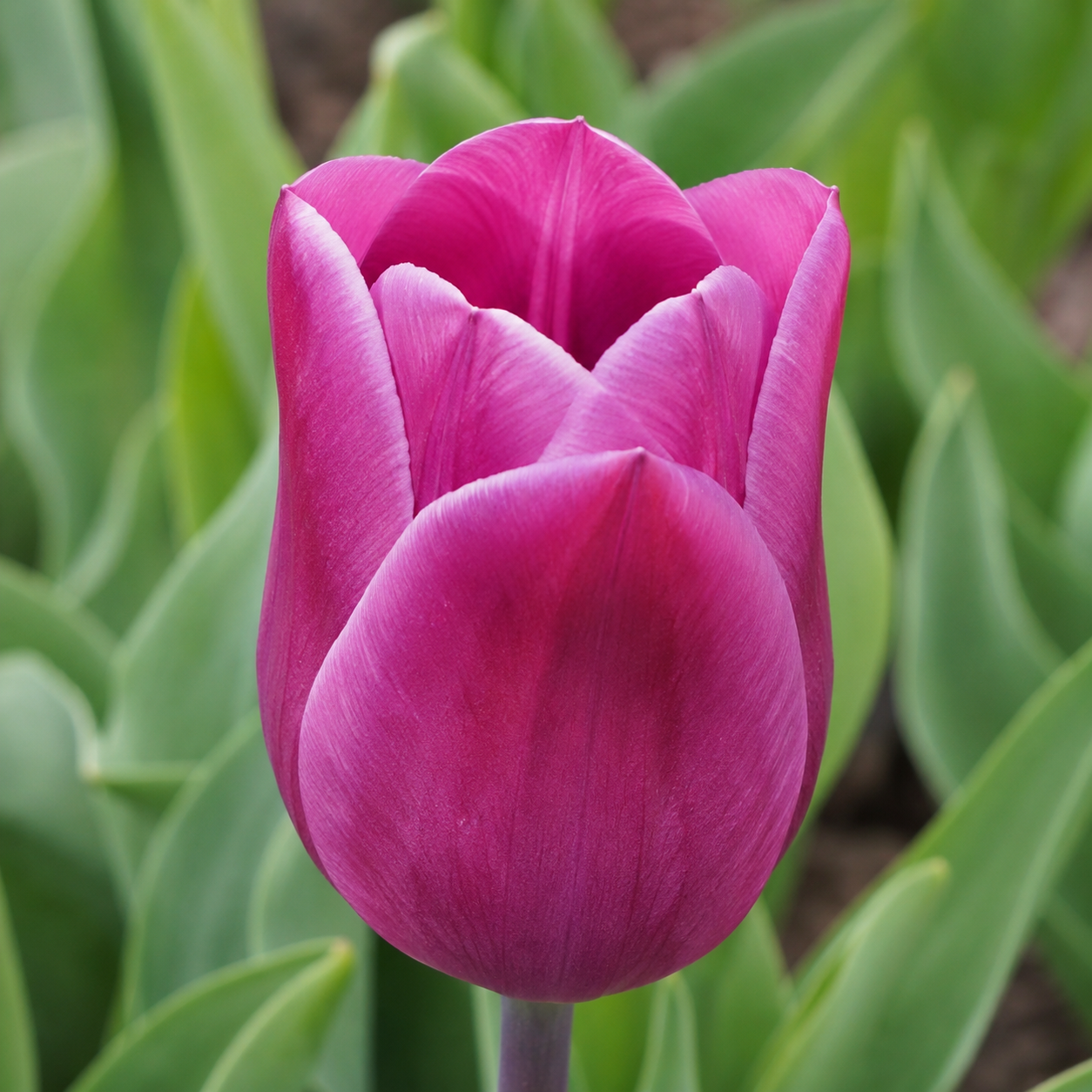Einfache frühe Tulpen Purple Prince