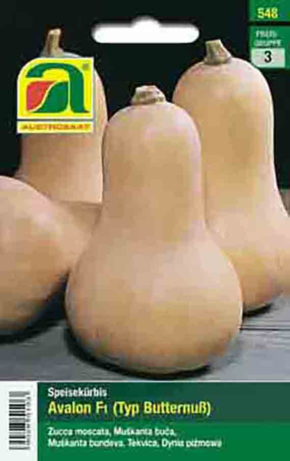 Samenpackung Speisekürbis Avalon F1 (Typ Butternut) mit mehreren hellbeigen Butternut-Kürbissen auf dunklem Hintergrund