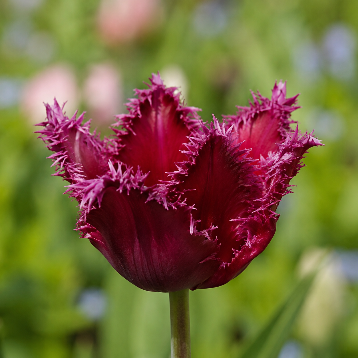 Crispa-Tulpen Curly Sue