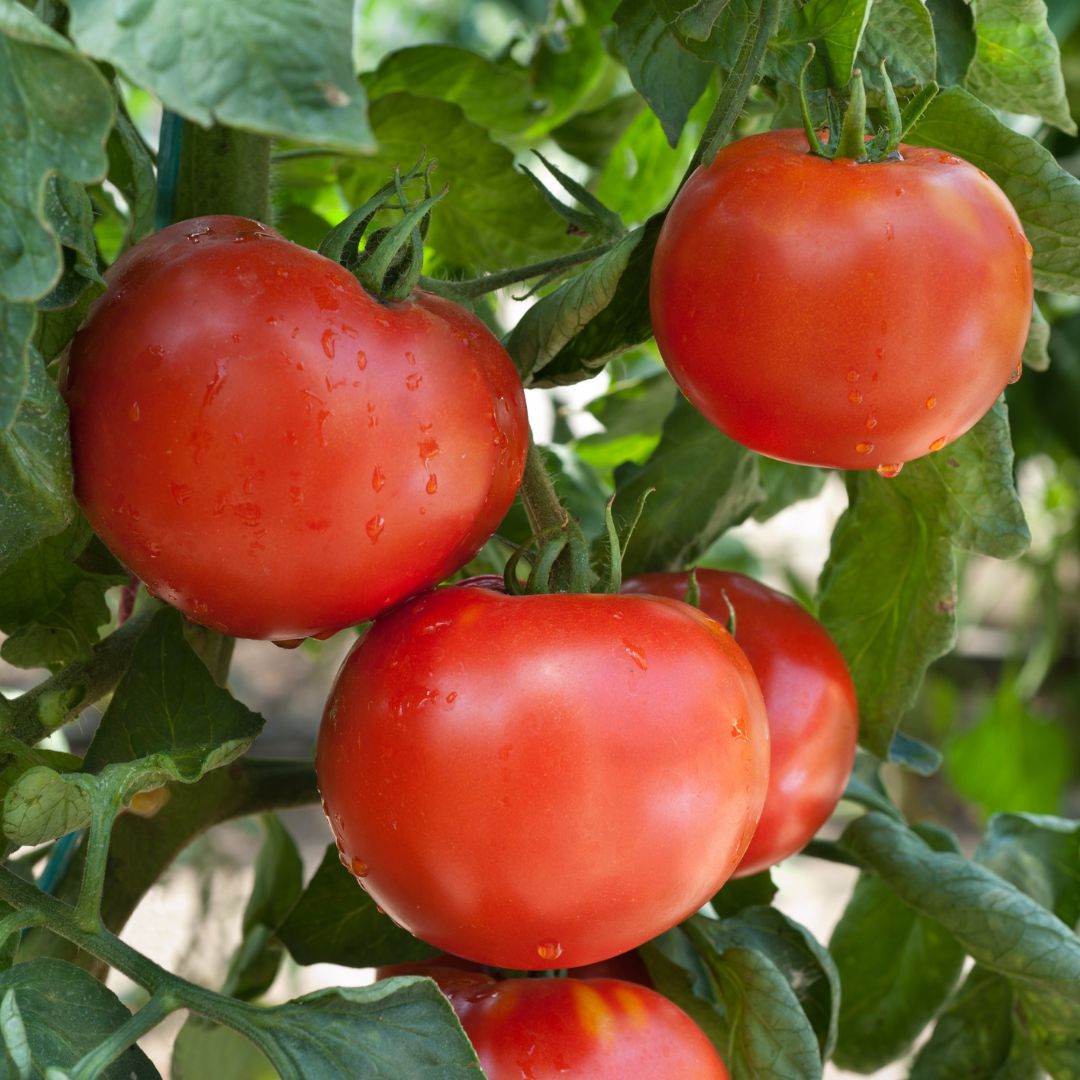 Frisch geerntete rote Tomaten am Strauch Reife, rote Tomaten mit Wassertropfen, hängen an einem grünen Strauch