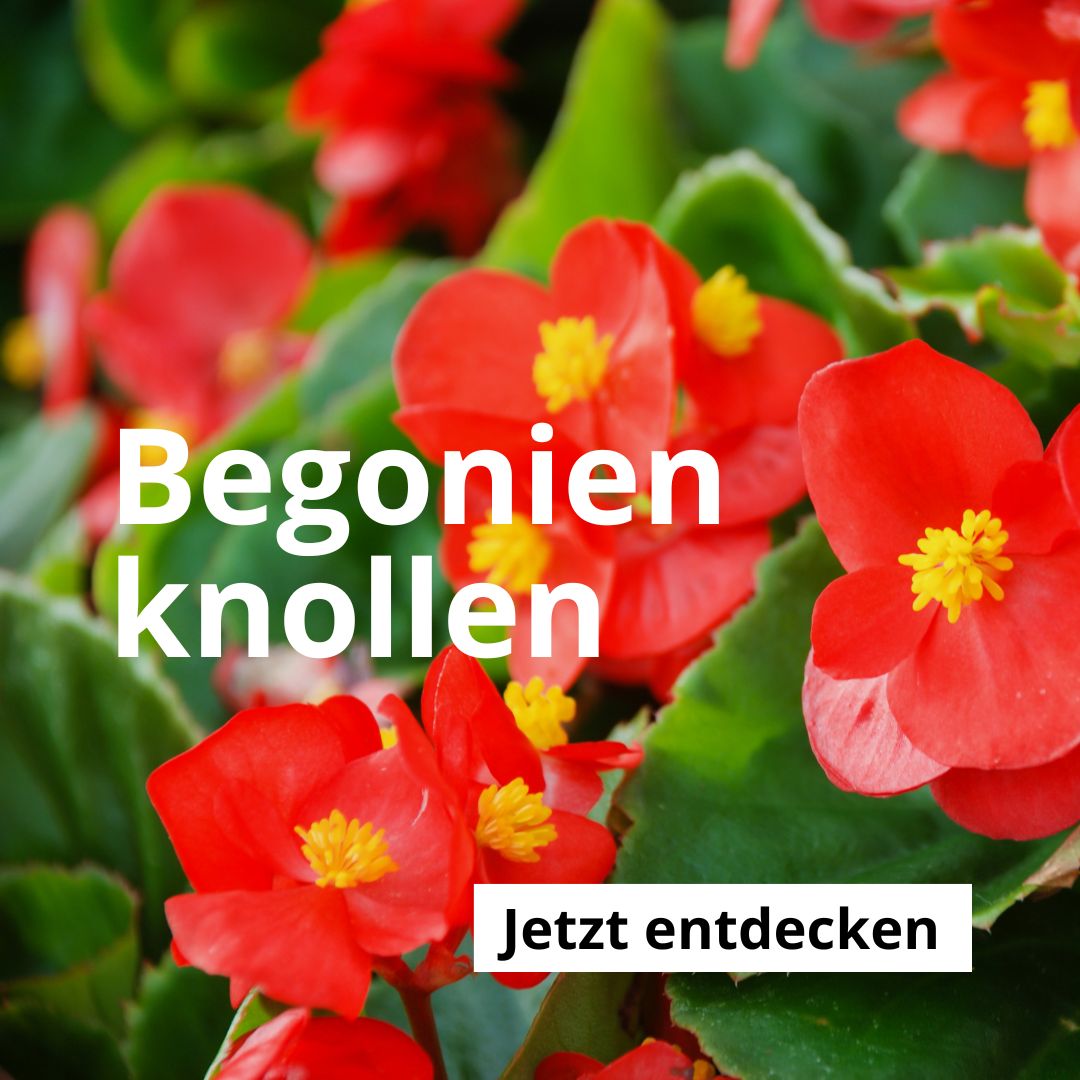 Begonien