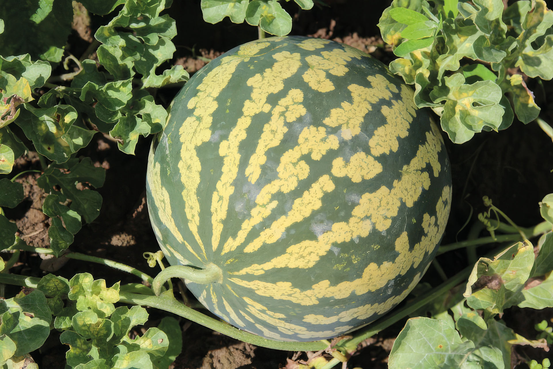 Wassermelone Red Seeded Citron