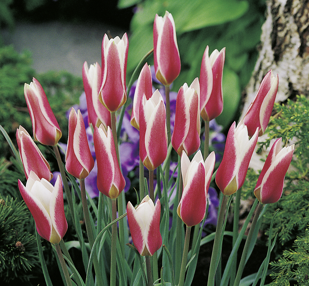 Tulipa Lady Jane mit länglichen, weißen Blüten und magentaroter Außenseite als edle, niedrig wachsende Wildtulpe für den Frühlingsgarten