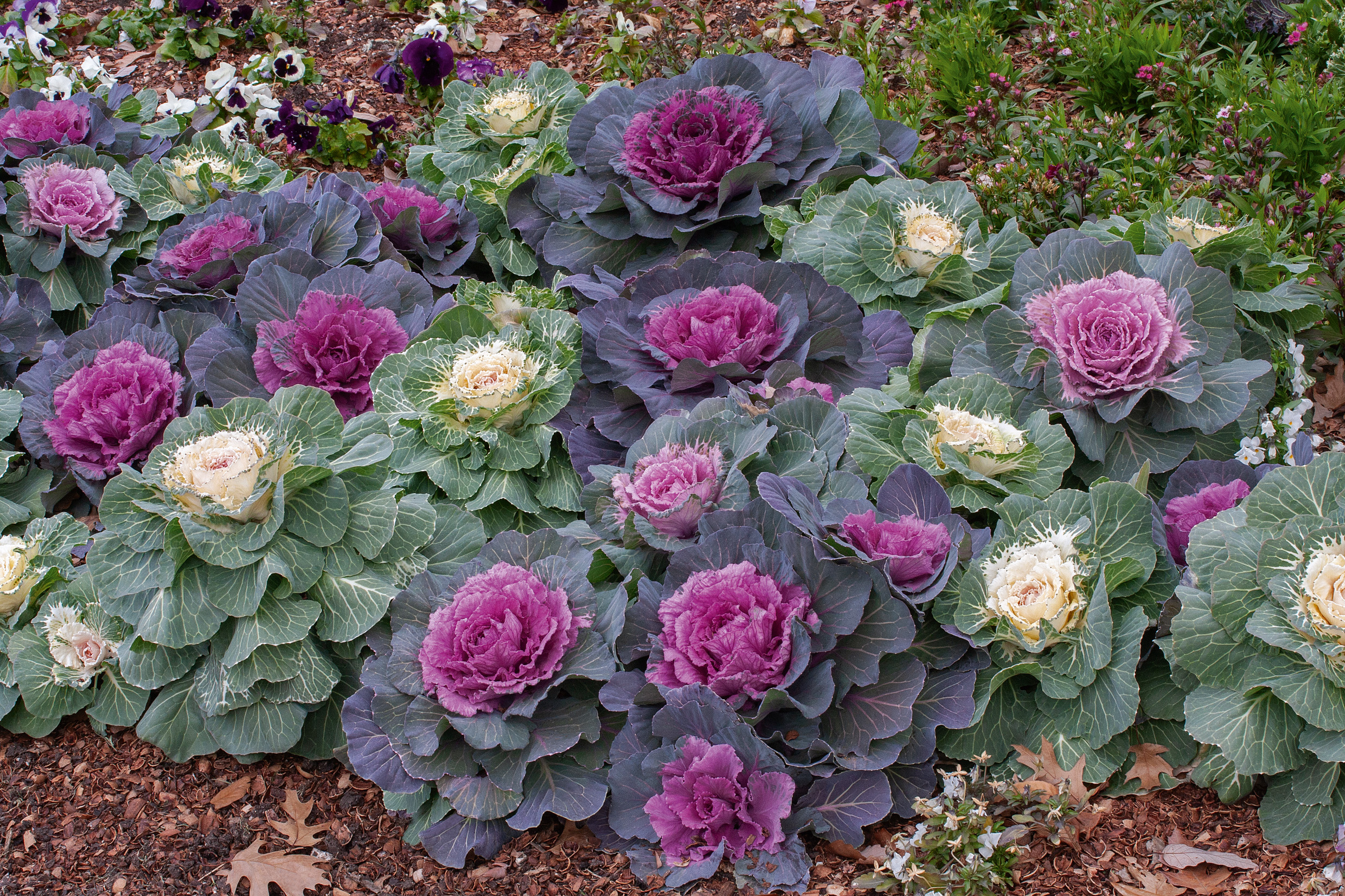 Nahaufnahme von Zierkohlpflanzen: mehrere röschenartige Exemplare mit kräftig violetten Innenblättern und hellen cremefarbenen Außenblättern, eingebettet in ein Beet mit Mulch und vereinzelten Hornveilchen