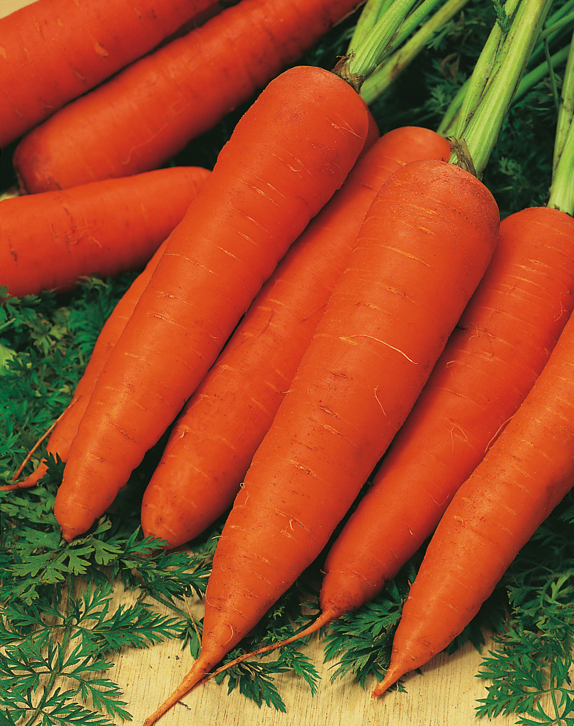 91710_Möhren Rote Riesen Nahaufnahme von frischen, orangefarbenen Karotten im Bund mit grünem Kraut auf Holzuntergrund