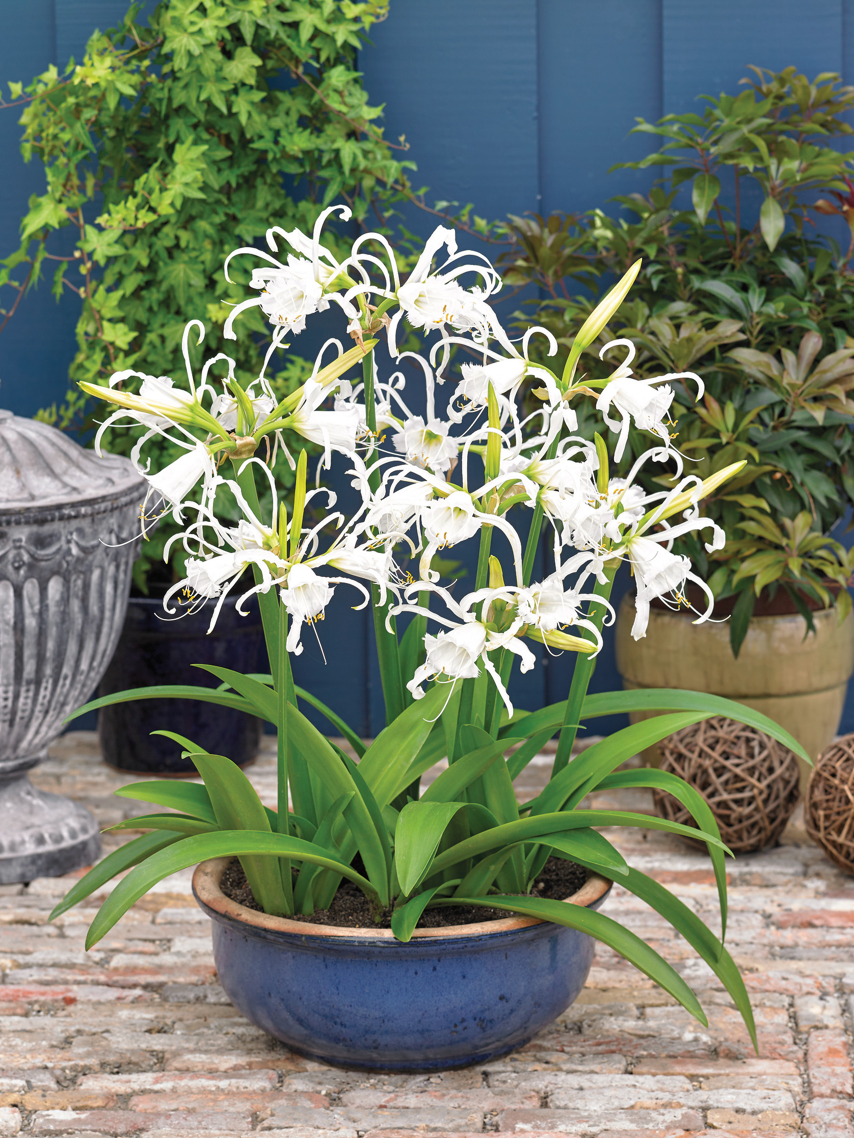2880_Ismene festalis N Weiße Spinnenlilien (Hymenocallis) mit langen, geschwungenen Blütenblättern in einem blauen Keramiktopf auf gepflasterter Terrasse, im Hintergrund grüne Topfpflanzen und eine blaue Wand.