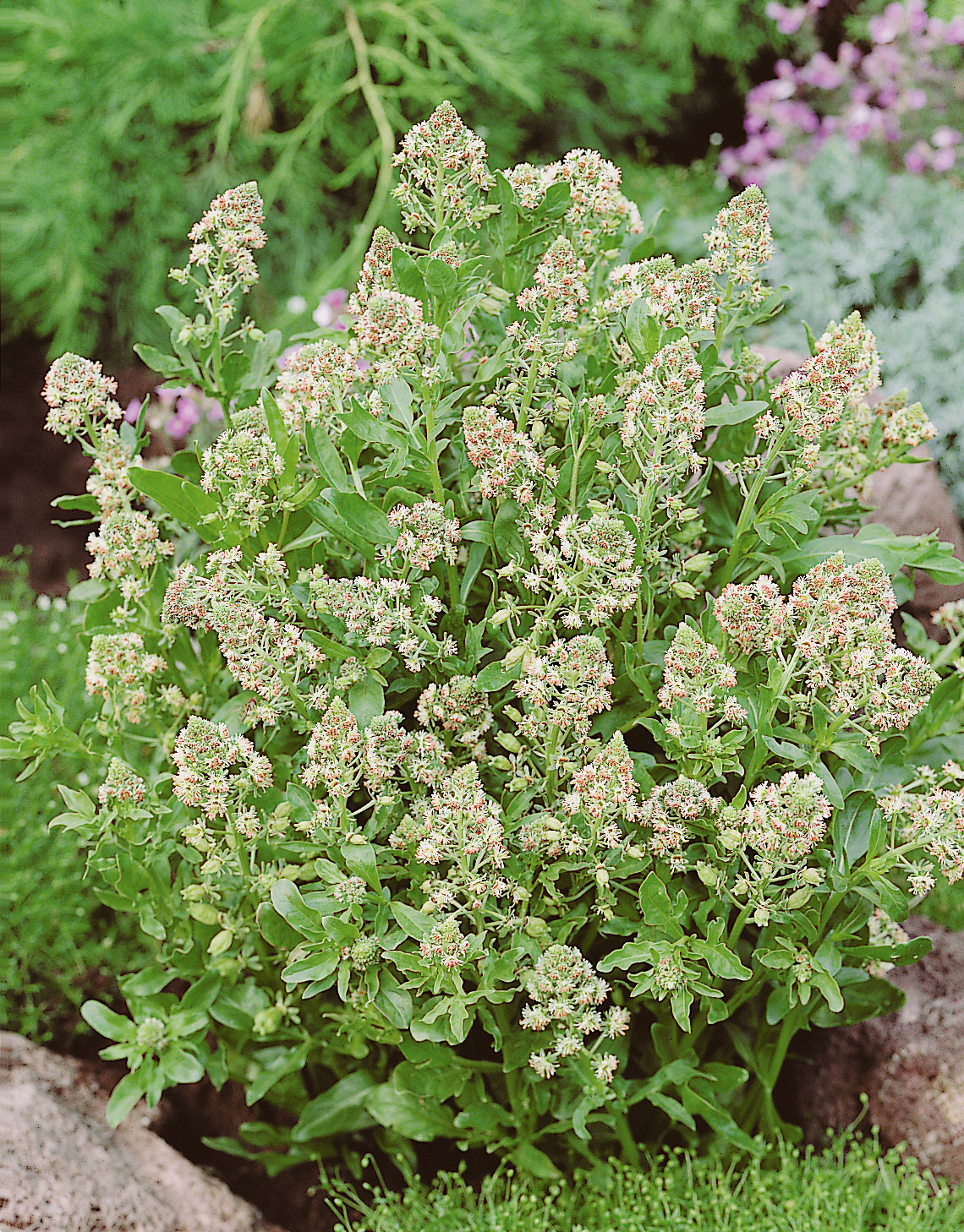 Nahaufnahme eines blühenden Bodendeckers mit dichten grünen Blättern und vielen kleinen weißen bis roséfarbenen Blüten in einem Steingarten