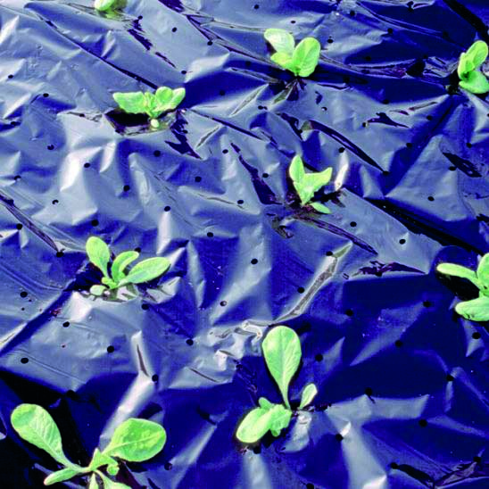 Mulch-Folie gelocht