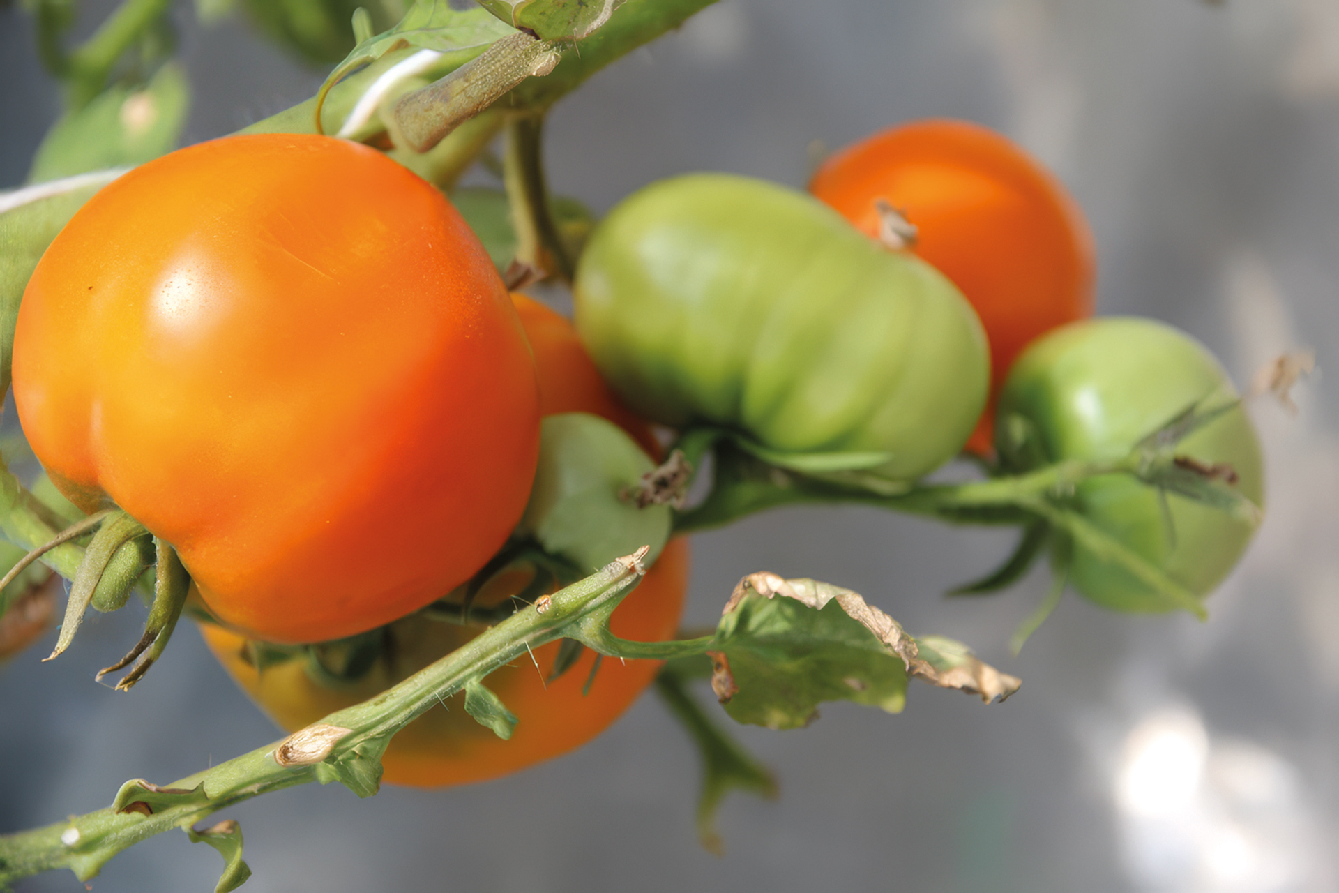 Fleischtomate Hurma
