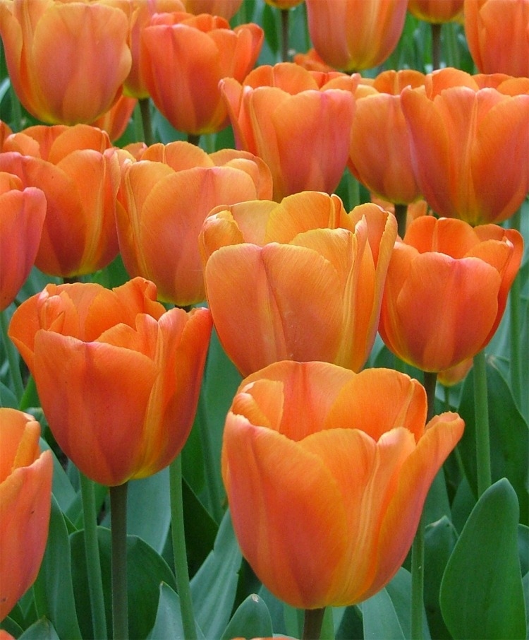 Nahaufnahme von orangen und gelben Tulpen im Frühlingsgarten