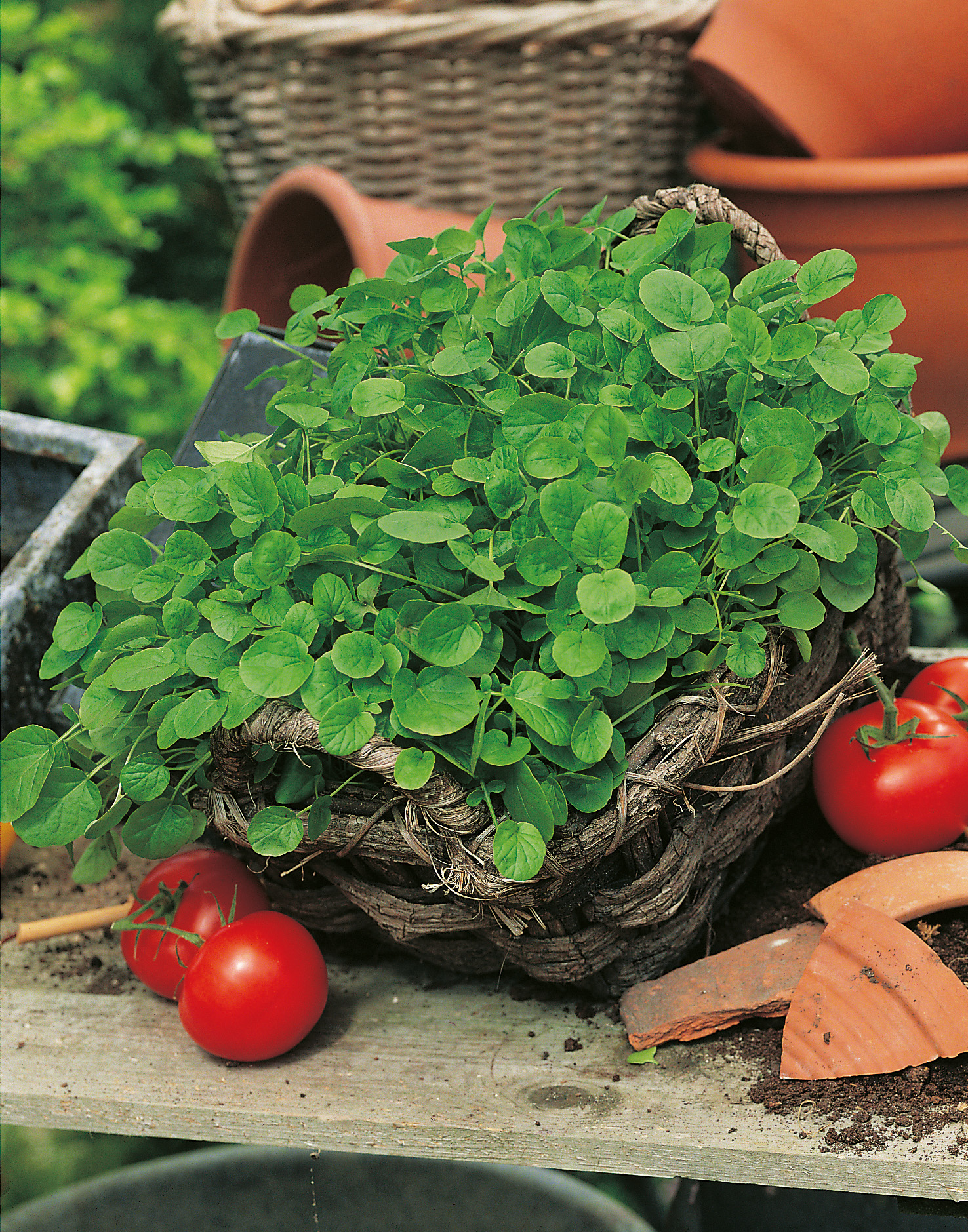 Geflochtener Korb voller dichter grüner Blätter auf einem Holzbrett im Garten; rote Tomaten und zerbrochene Terrakottastücke liegen daneben, im Hintergrund weitere Töpfe und Pflanzen