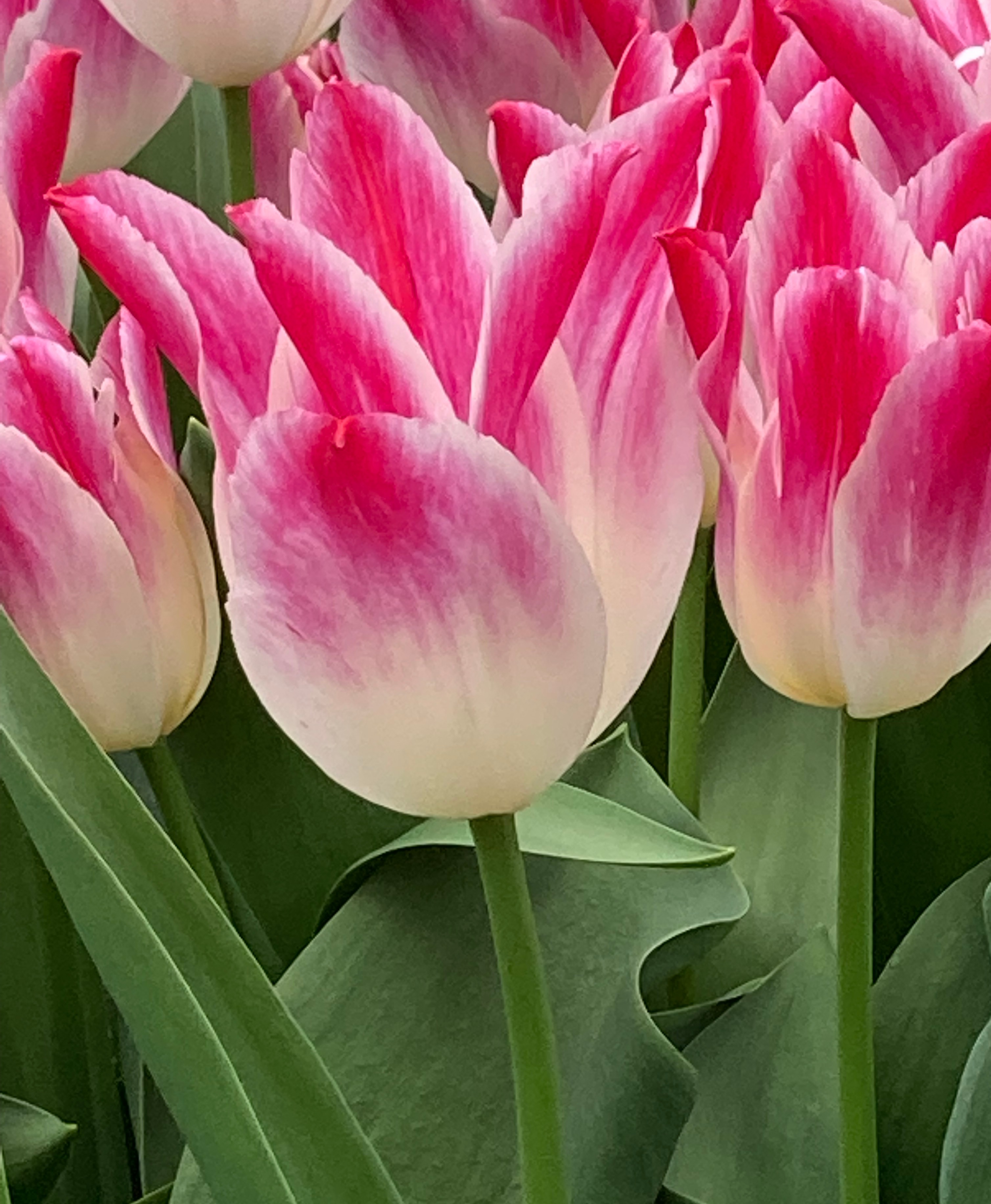 Nahaufnahme von rosa-weißen Tulpen mit grünen Blättern