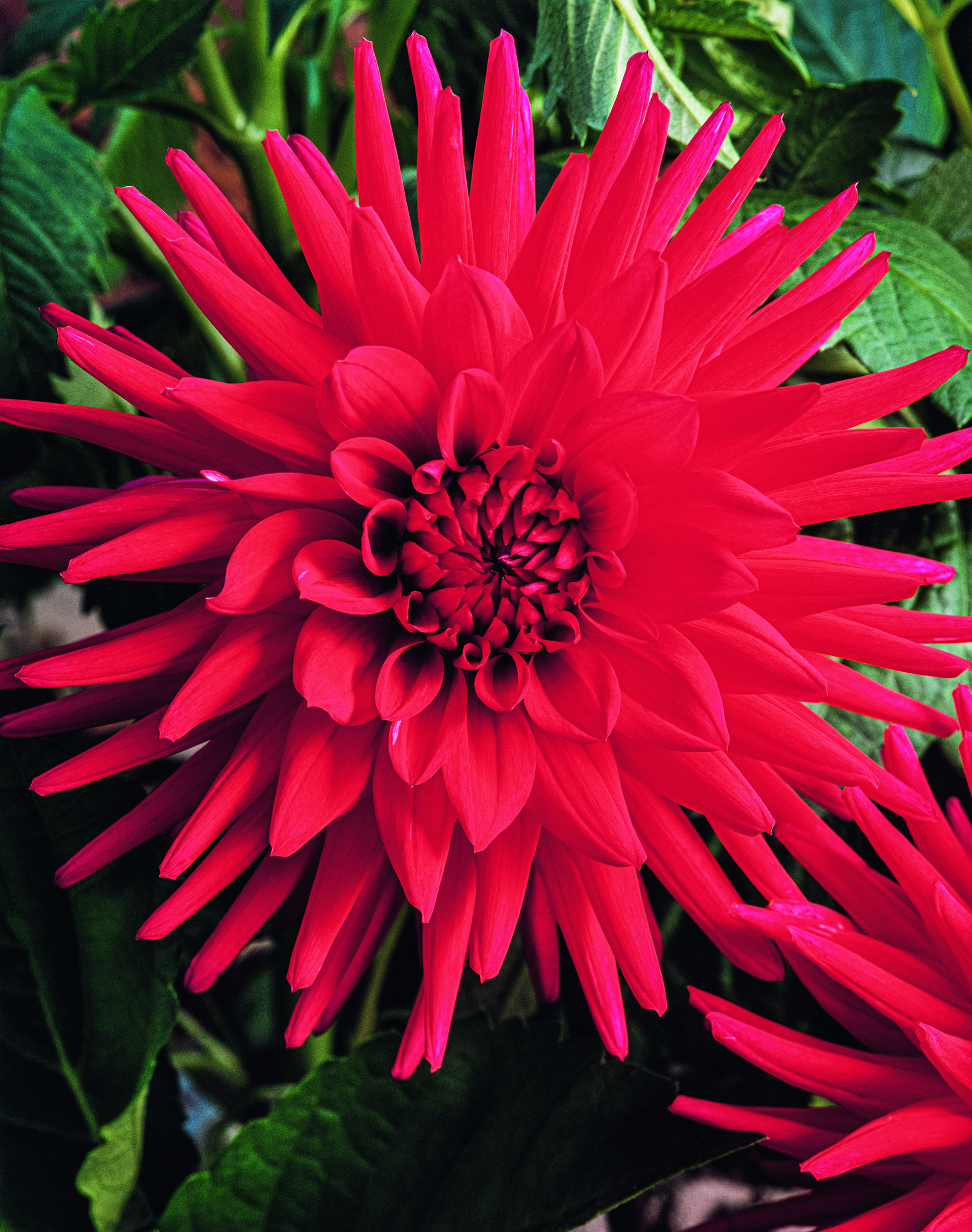Nahaufnahme einer leuchtend roten Dahlienblüte mit vielen spitzen und gerundeten Blütenblättern vor grünem Blattwerk.