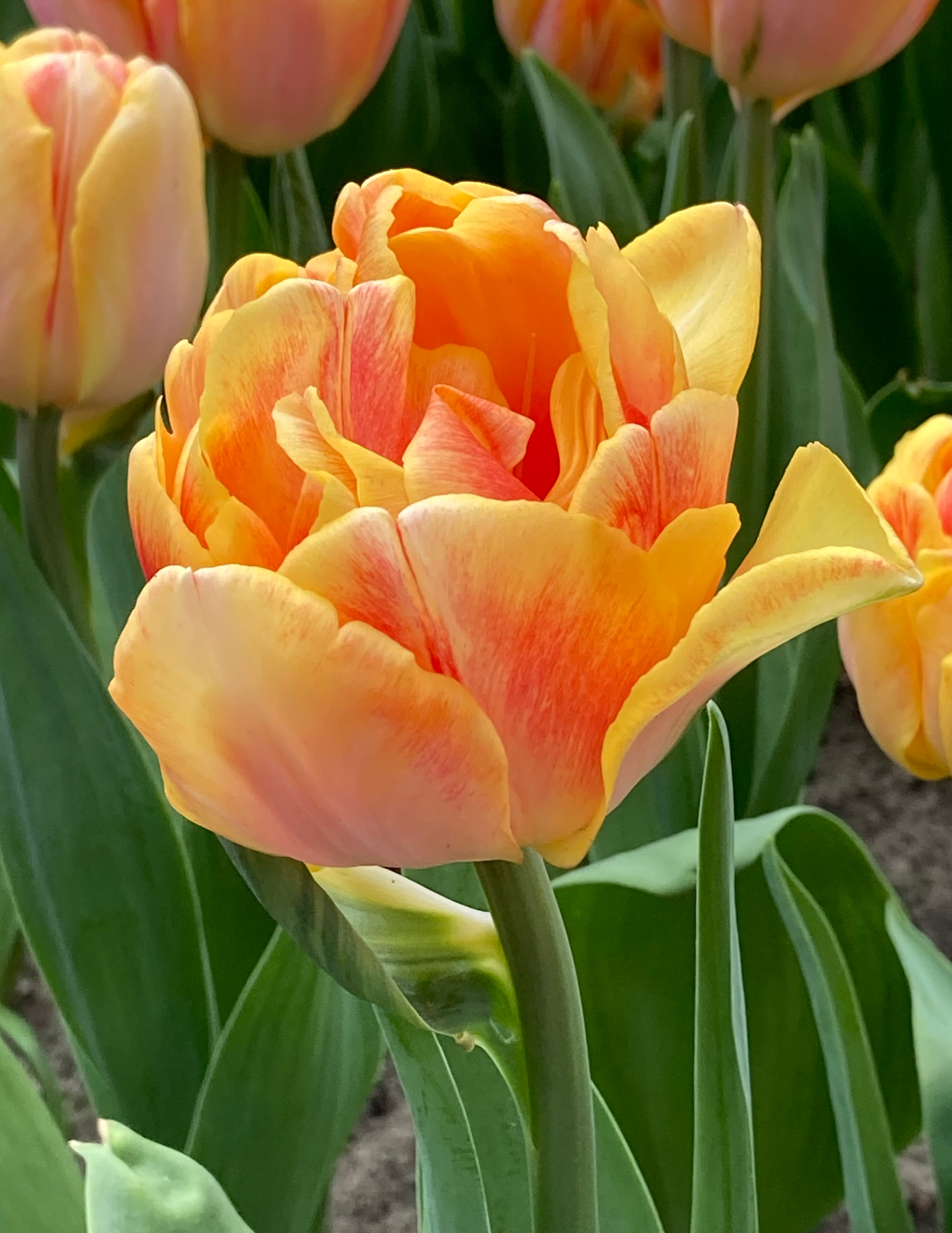 Nahaufnahme einer gefüllten orange-gelben Tulpe mit zarten rötlichen Schattierungen, grünen Blättern und weiteren Tulpen im unscharfen Hintergrund