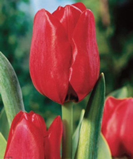 Nahaufnahme roter Tulpen mit grünen Blättern, elegante Schnittblumen für Garten, Beet und Vase