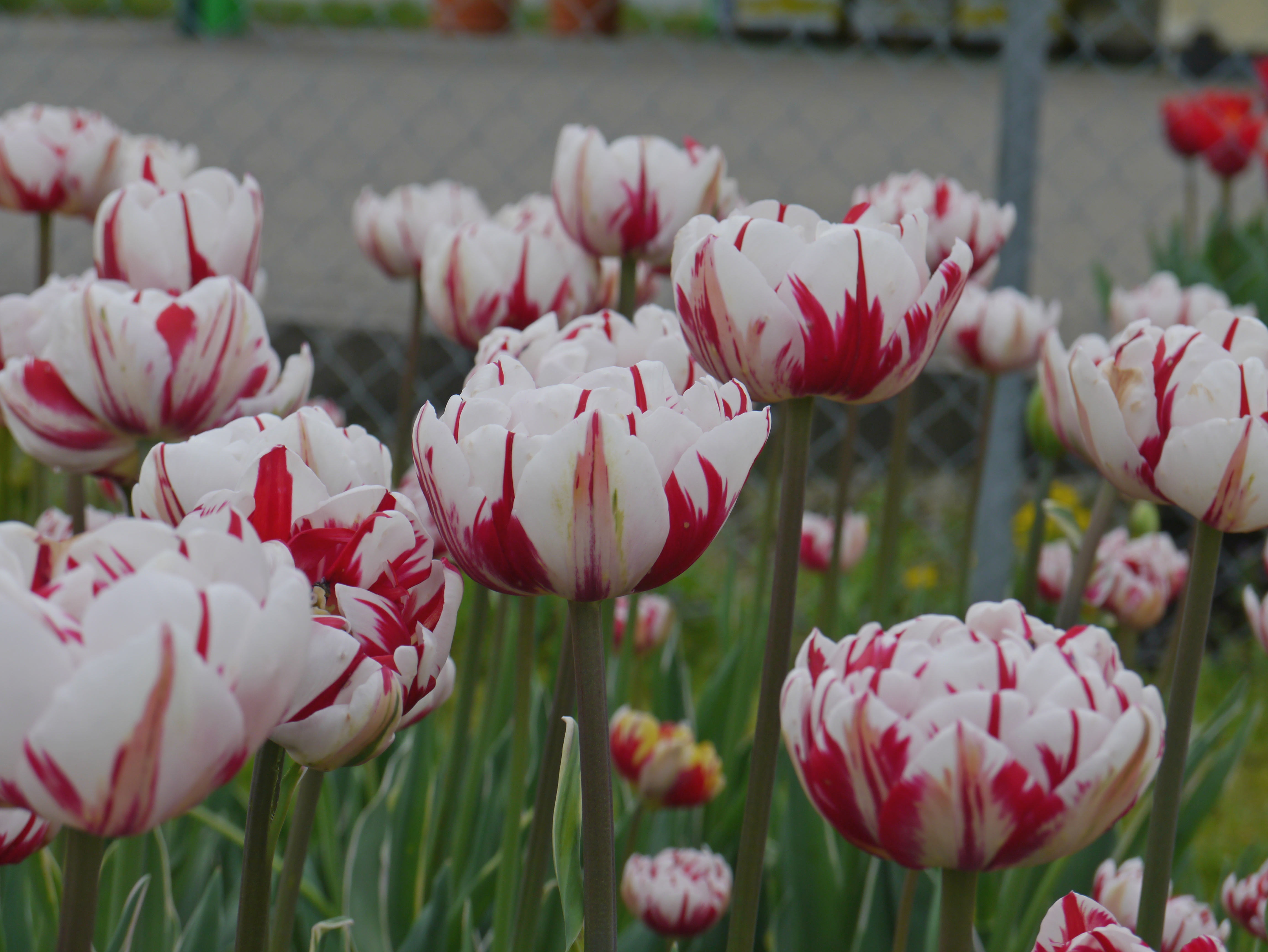 Nahaufnahme von gefüllten weißen Tulpen mit roten Streifen im Beet, grüne Stiele und unscharfer Hintergrund