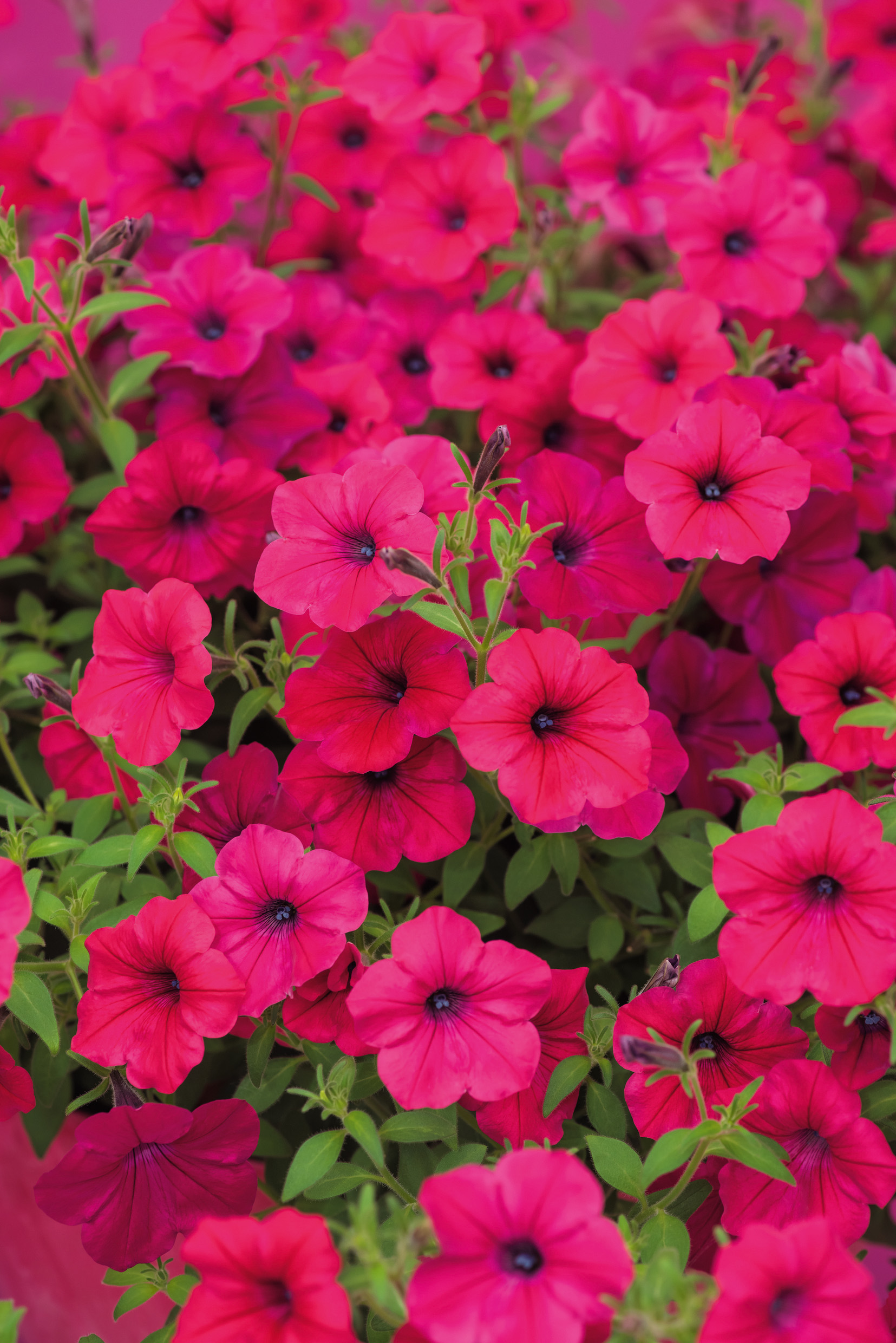 Nahaufnahme pink-roter Petunienblüten mit dunklem Zentrum und grünem Laub