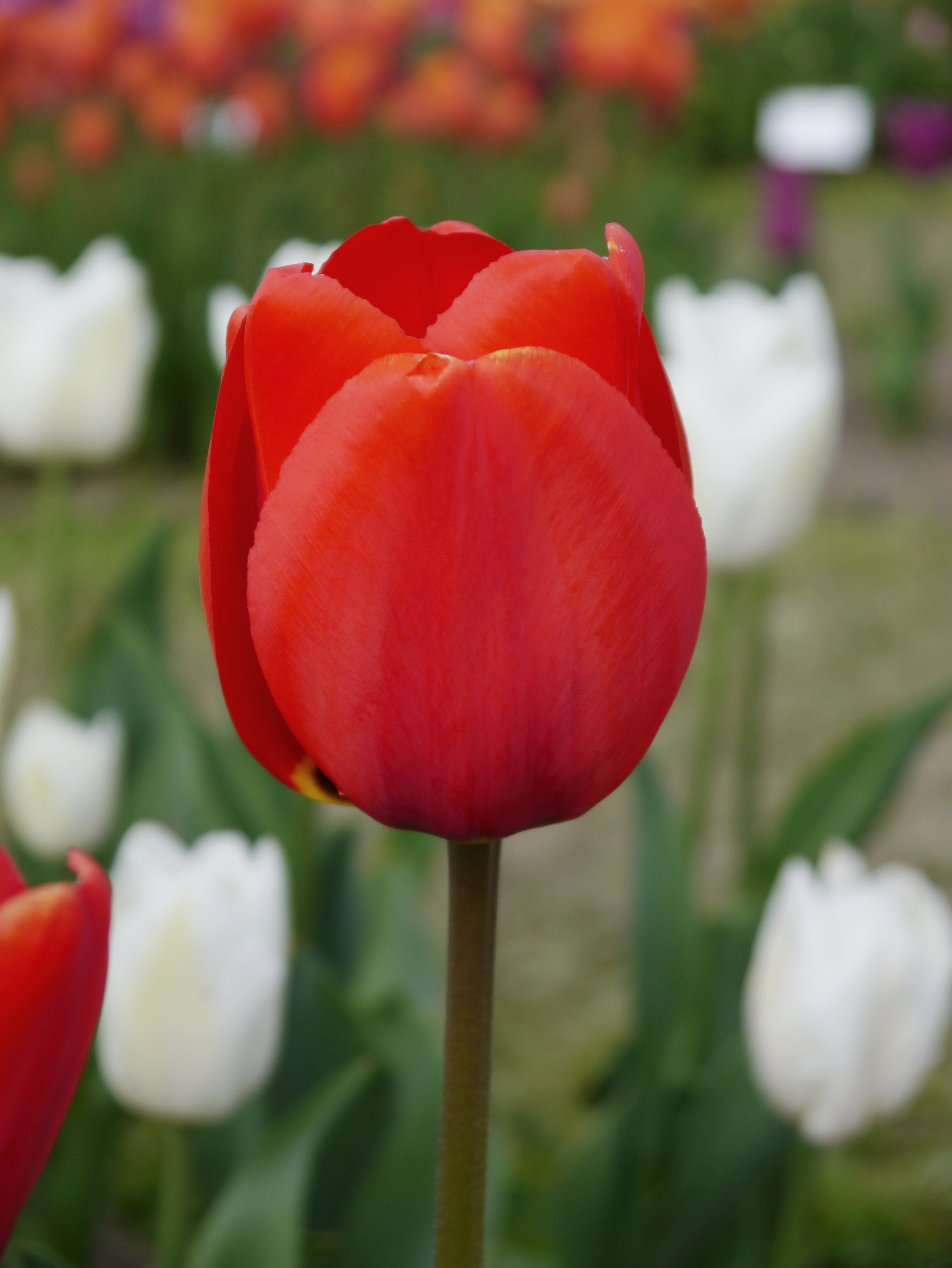 Darwin-Hybrid-Tulpen Apeldoorn